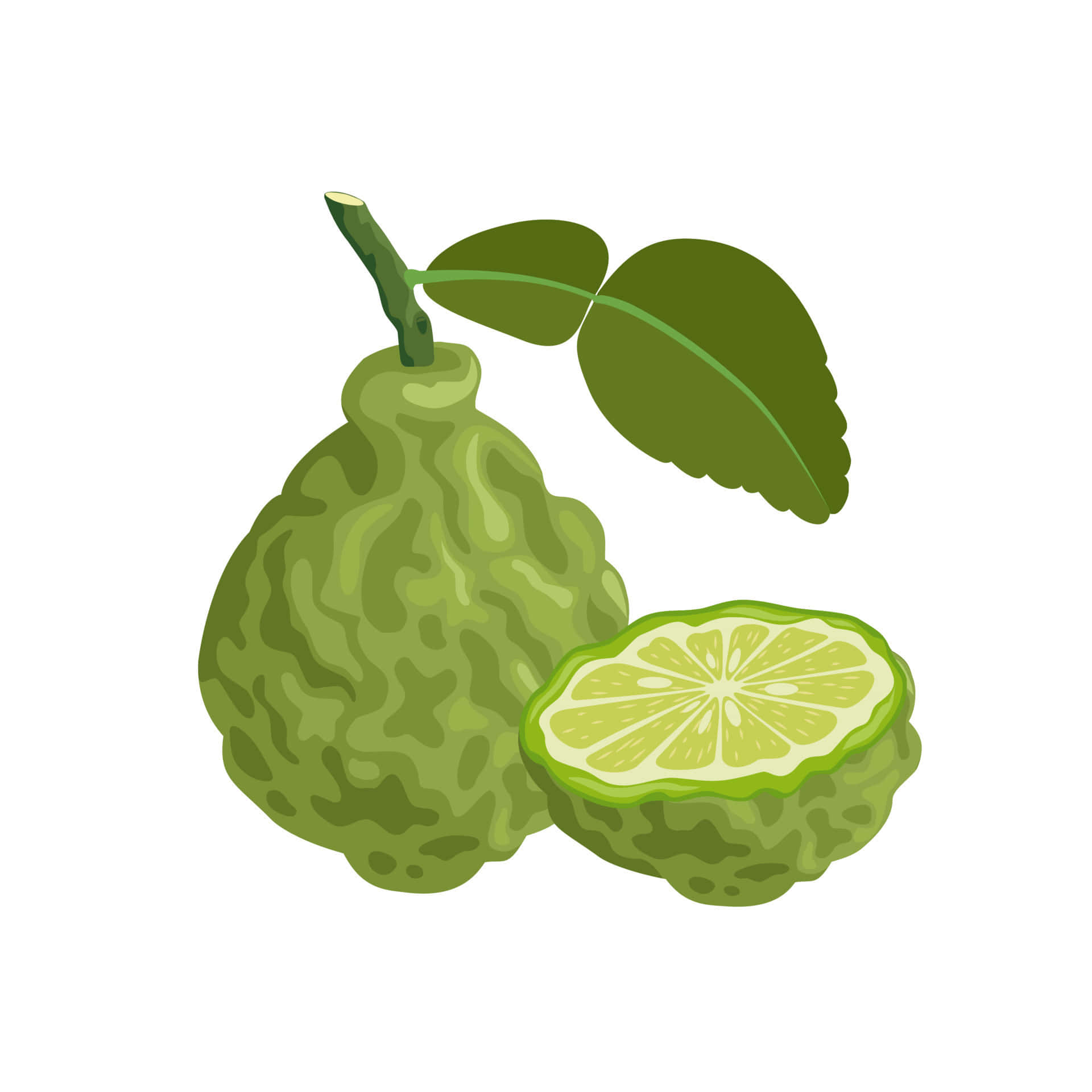 Kaffir Lime Fruit Digital Drawing Background