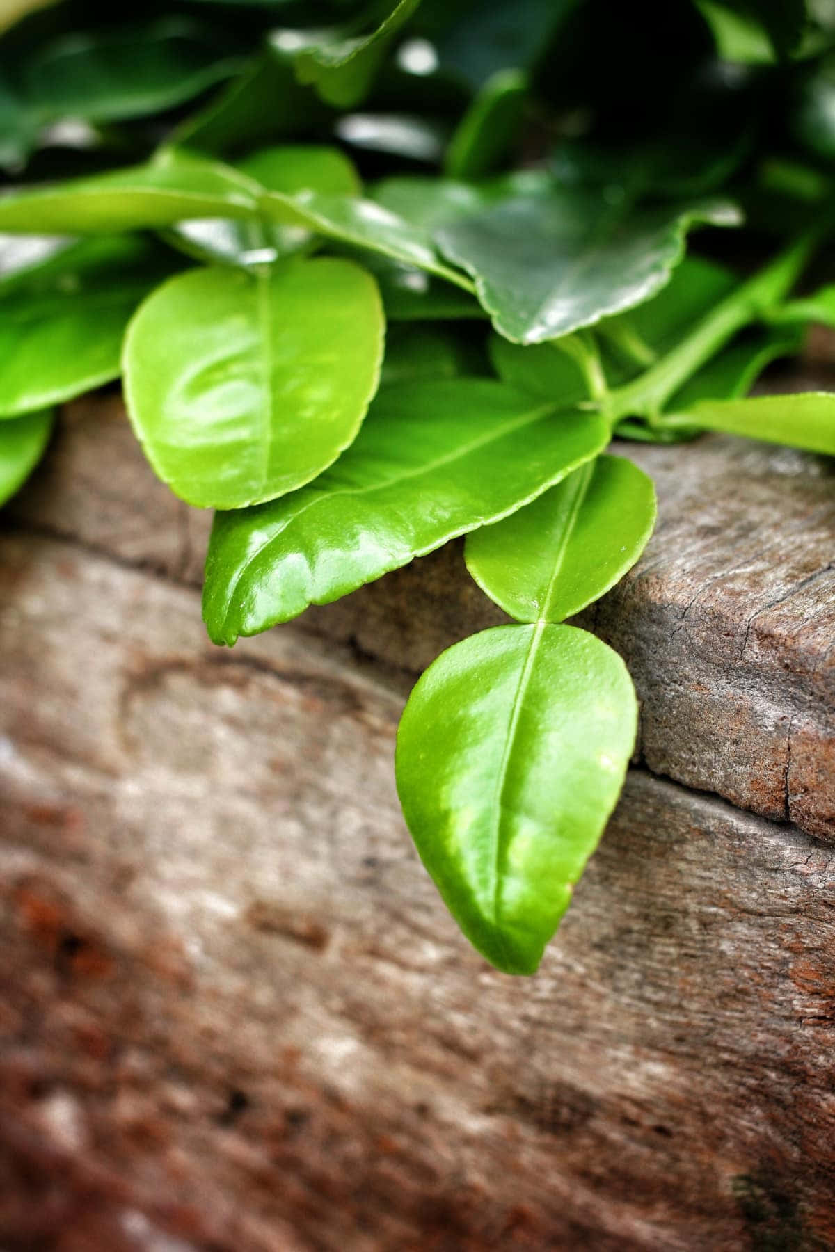 Kaffir Lime Fruit Green Leaves Background