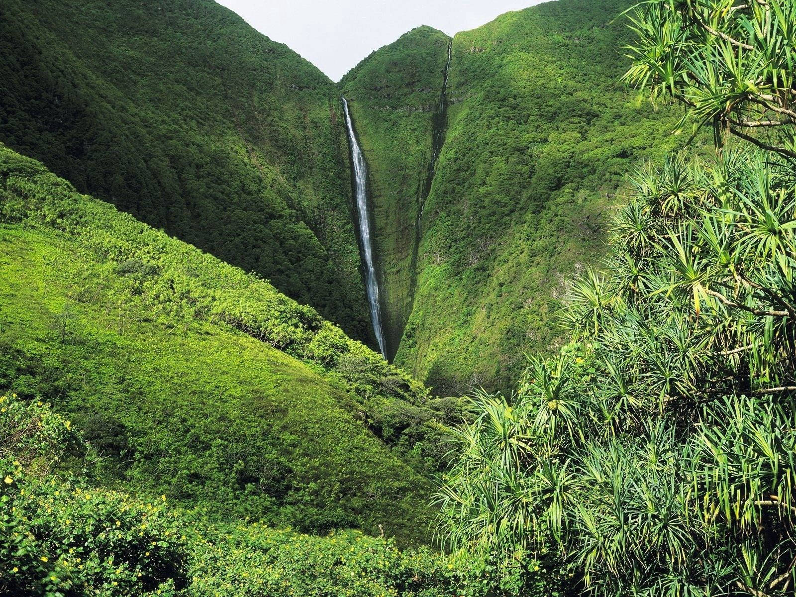 Kahiwa Falls Hawaii Jungle Background