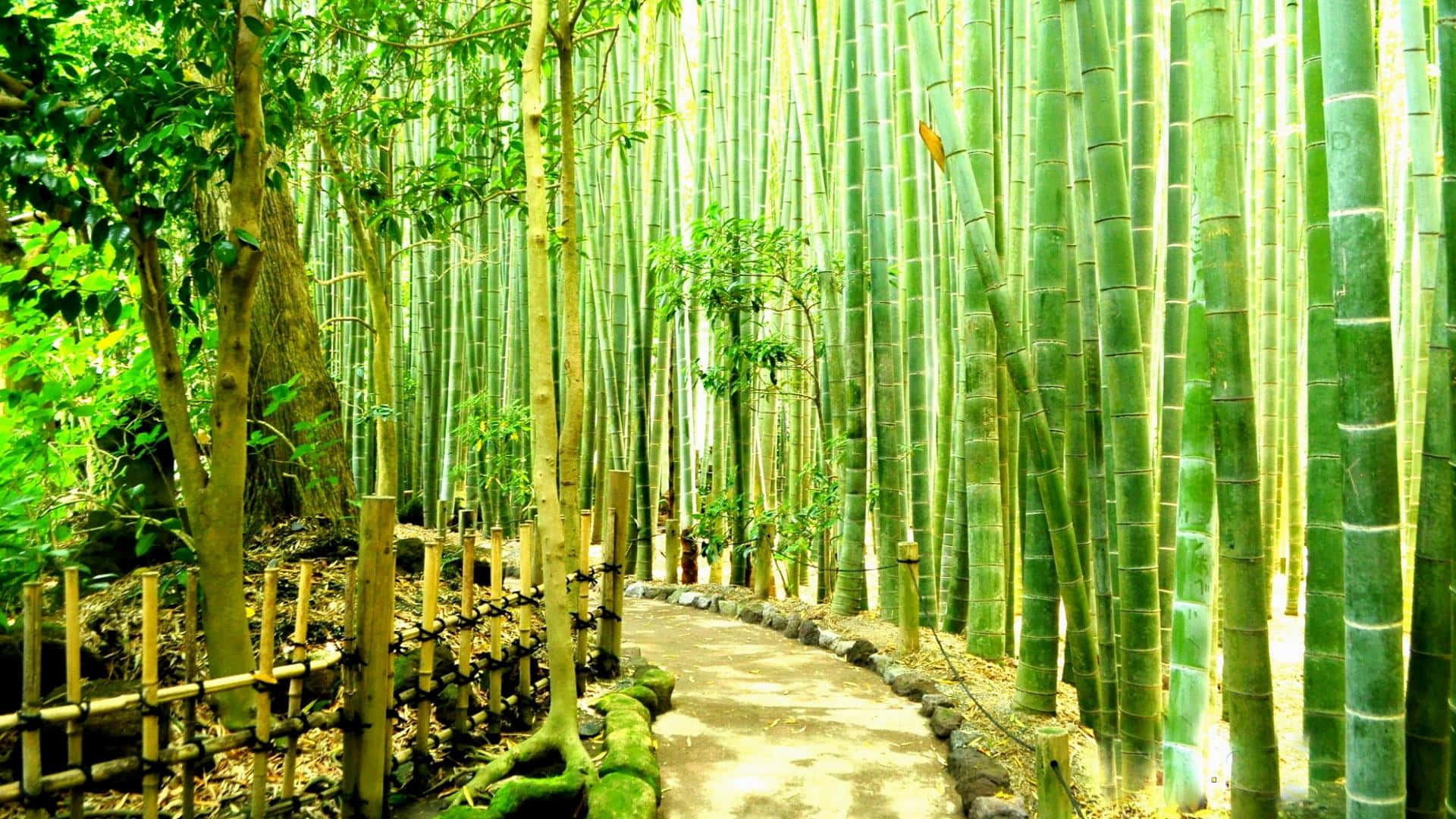 Kamakura Forest In Japan Bamboo Desktop Background