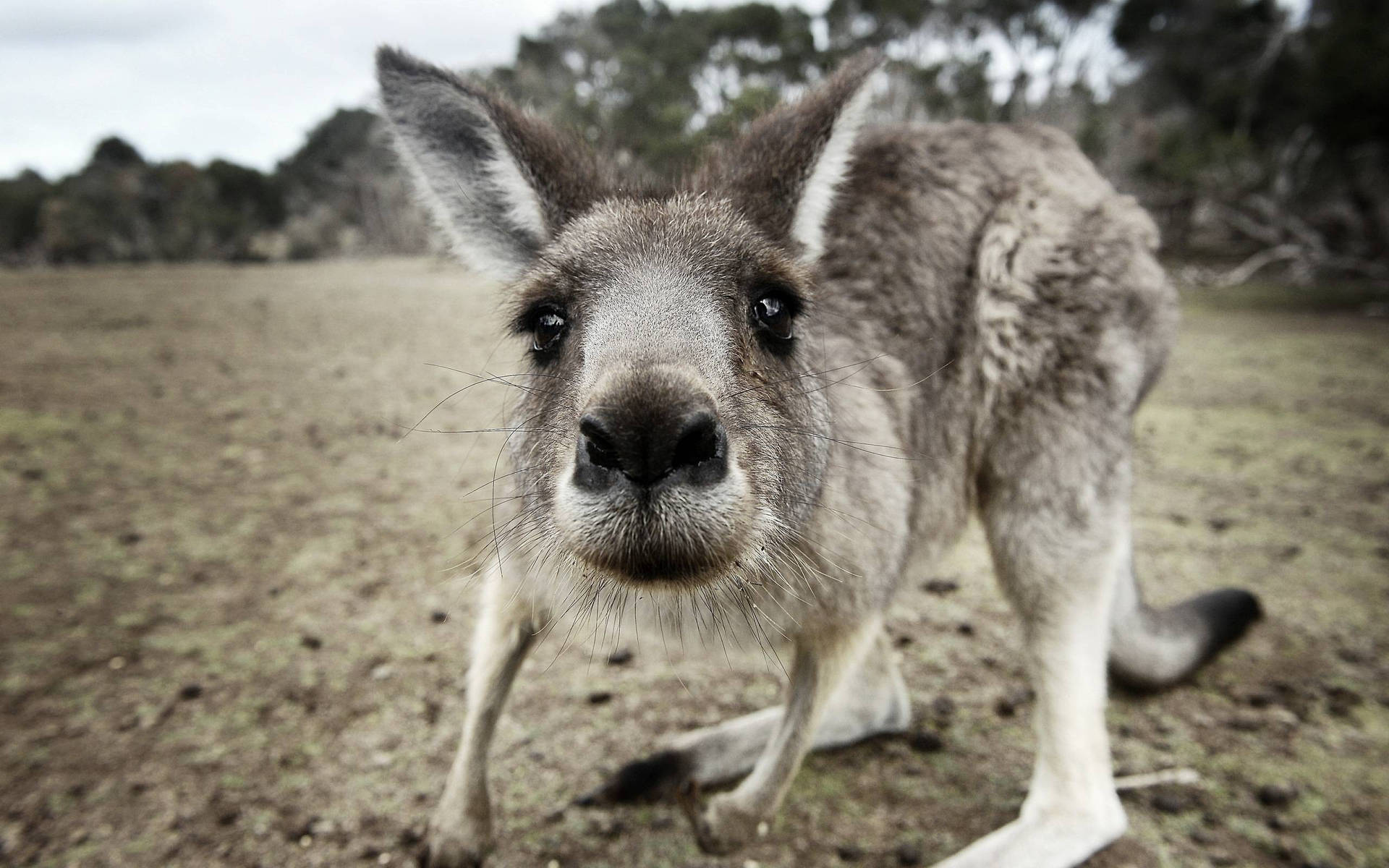 Kangaroo In Black And White Background