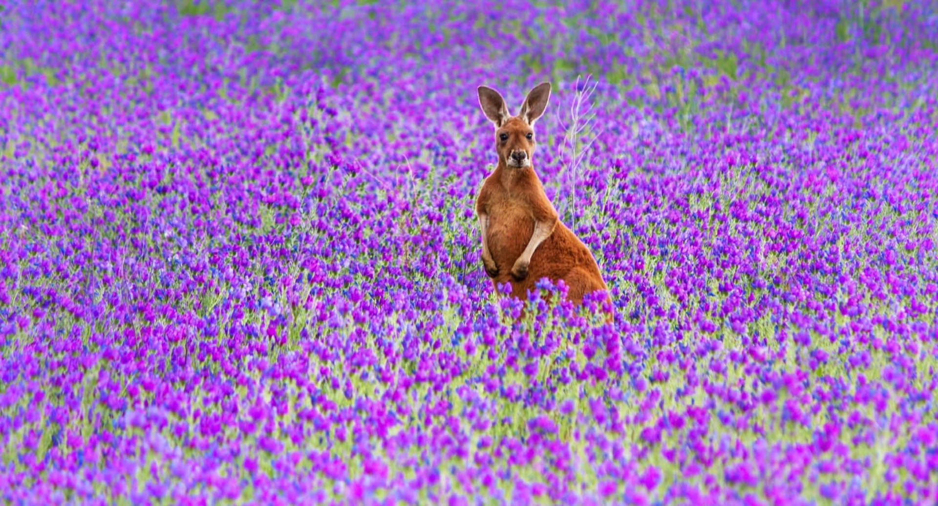 Kangaroo In Purple Flower Field