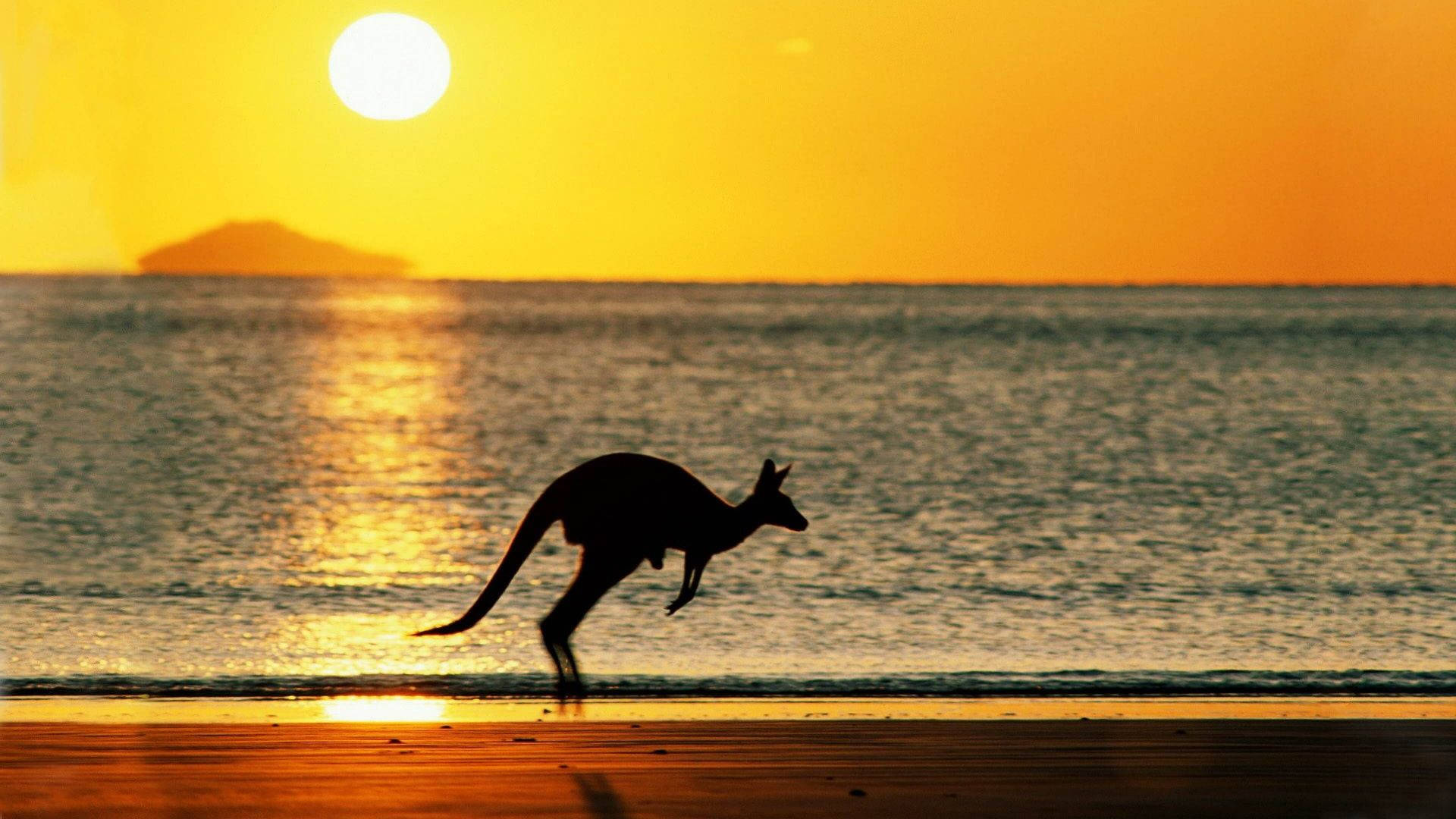 Kangaroo In Sunset Background