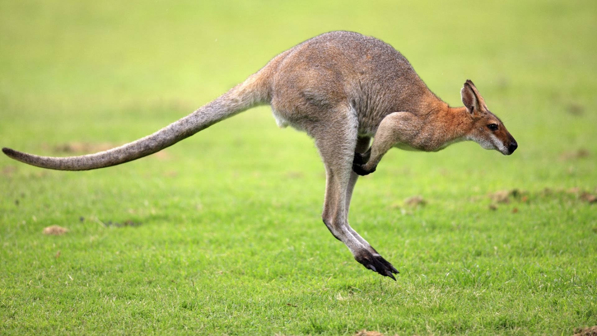 Kangaroo Jumping Background