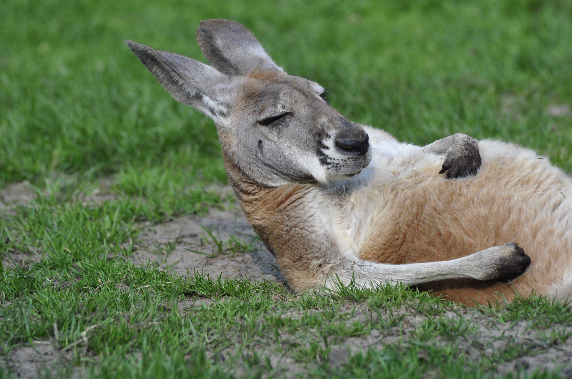 Kangaroo Lying On The Ground Background