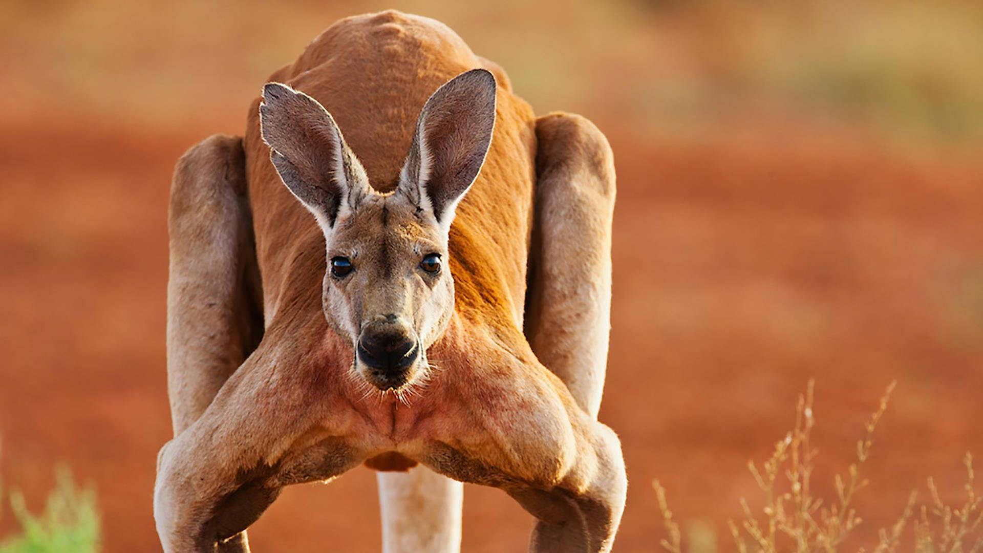 Kangaroo Marcopus Rufus