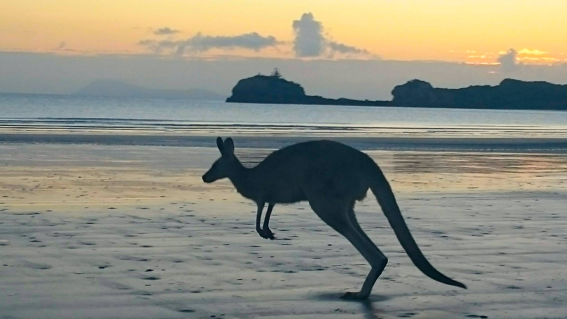 Kangaroo Silhouette Background