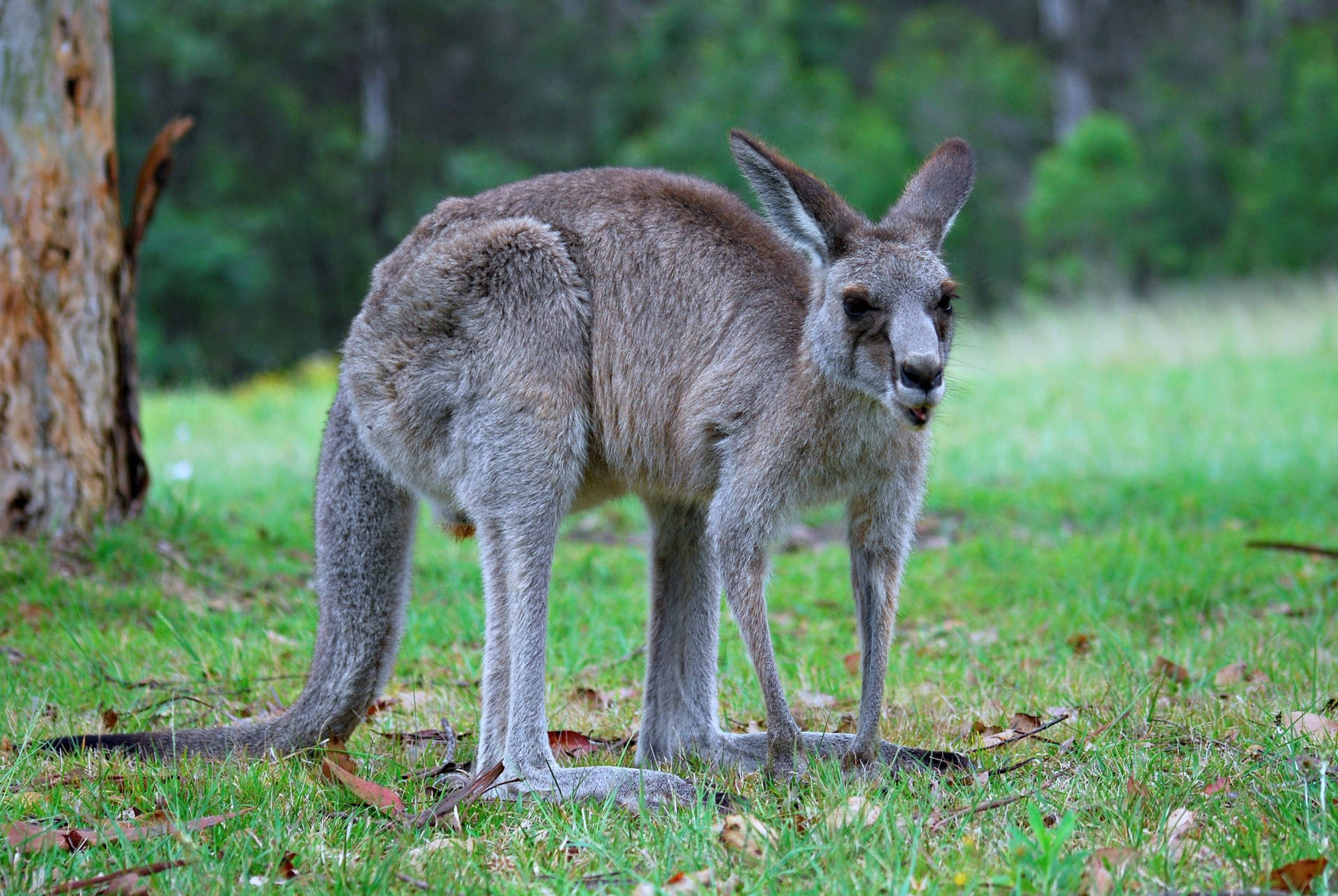 Kangaroo With Dark Eyes Background