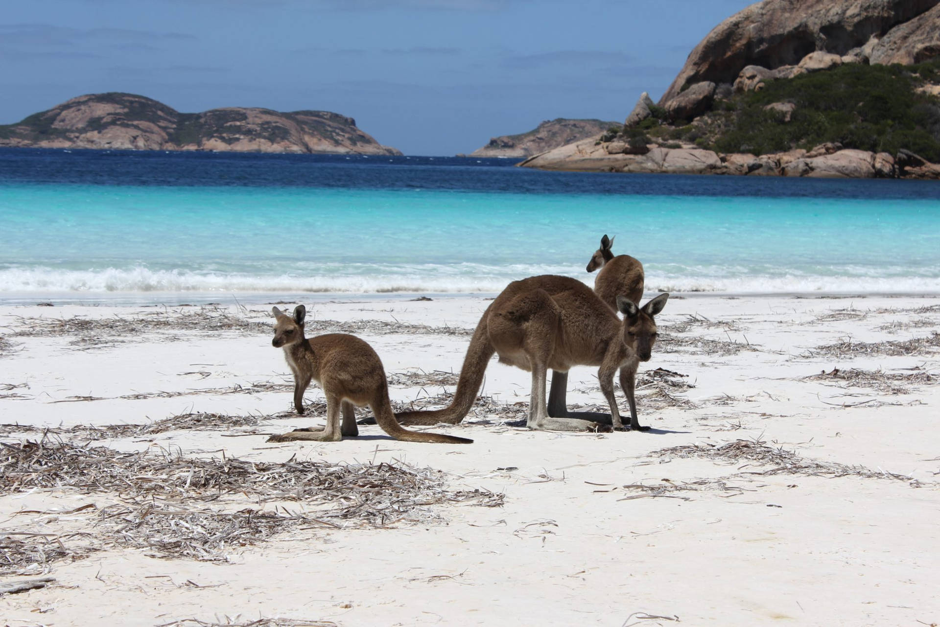 Kangaroos By The Beach