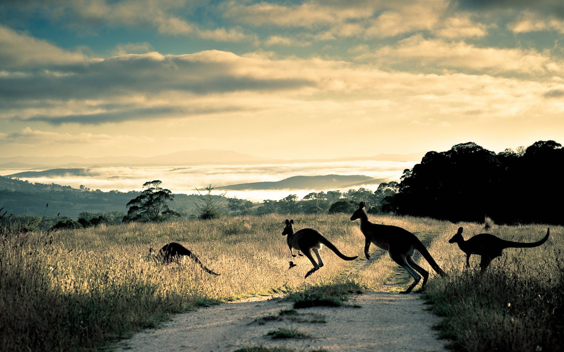 Kangaroos Crossing A Road