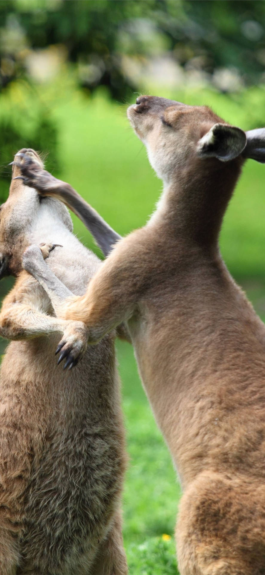 Kangaroos Fighting Each Other Background