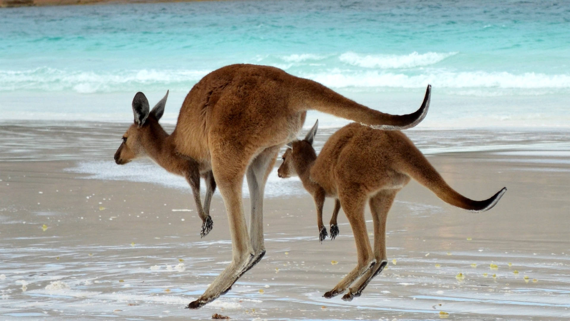 Kangaroos Hopping By The Beach