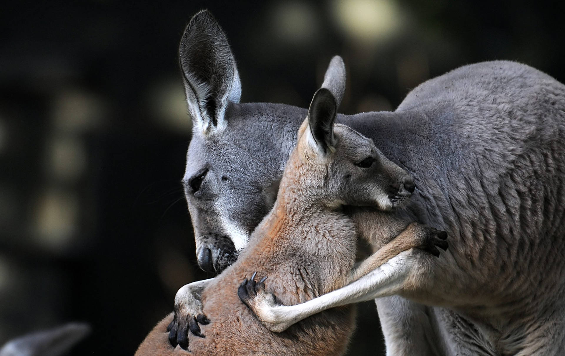 Kangaroos Hugging Background