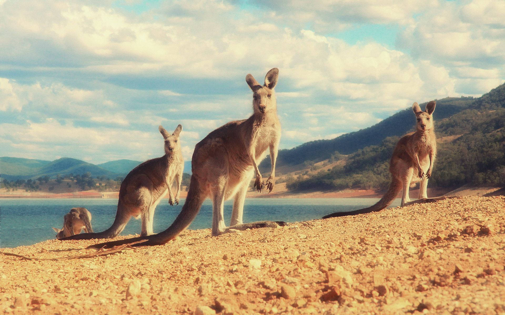 Kangaroos In Island