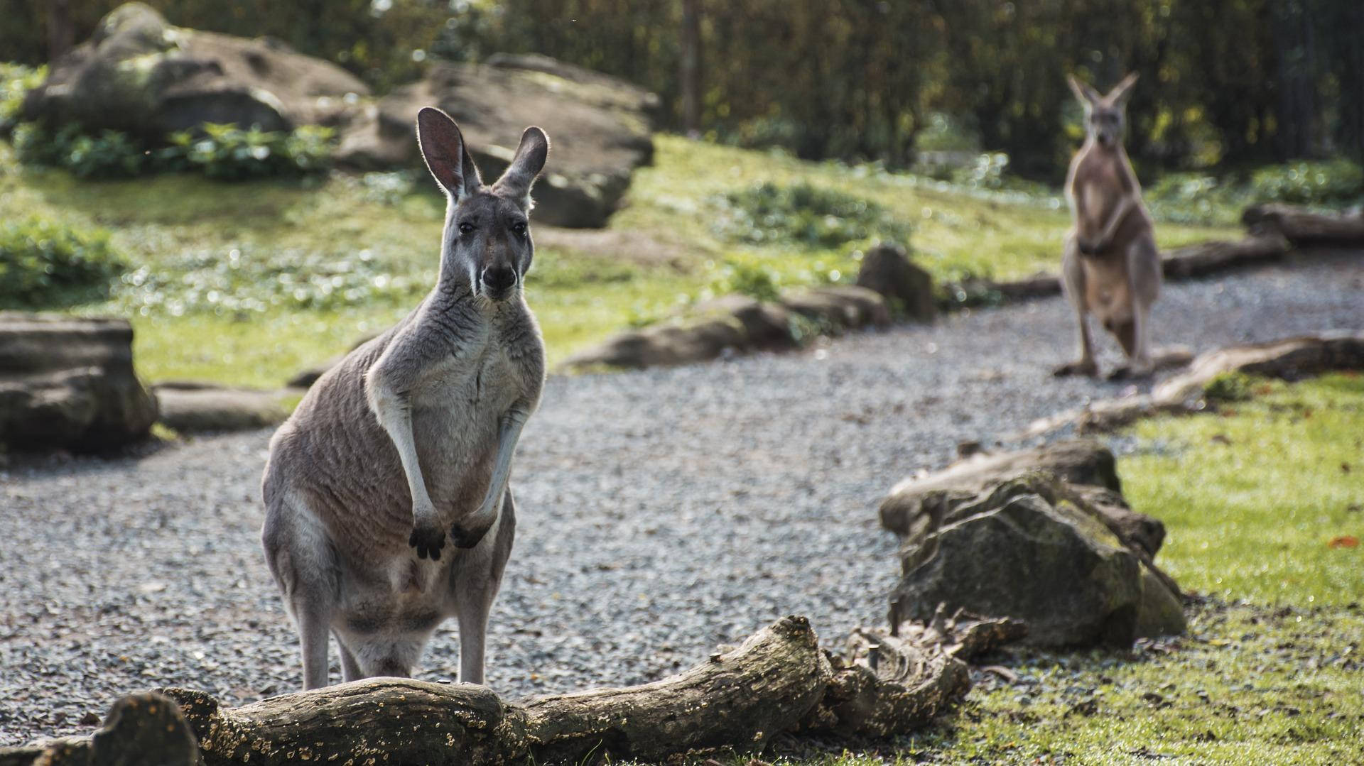 Kangaroos In The Park Background