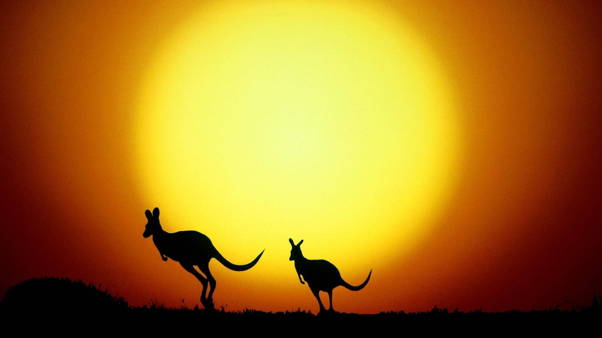 Kangaroos Under The Sun Background