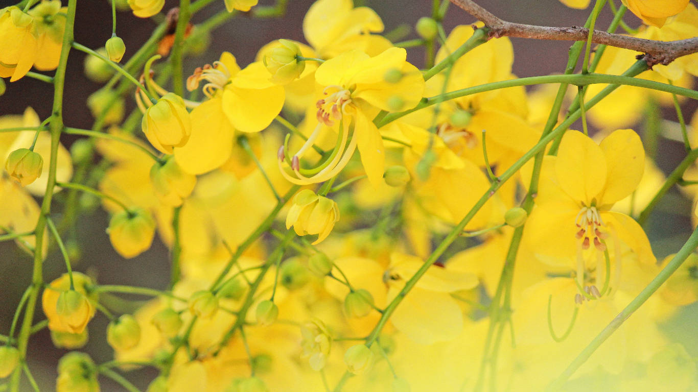 Kanikonna Flowers For Vishu Festivity