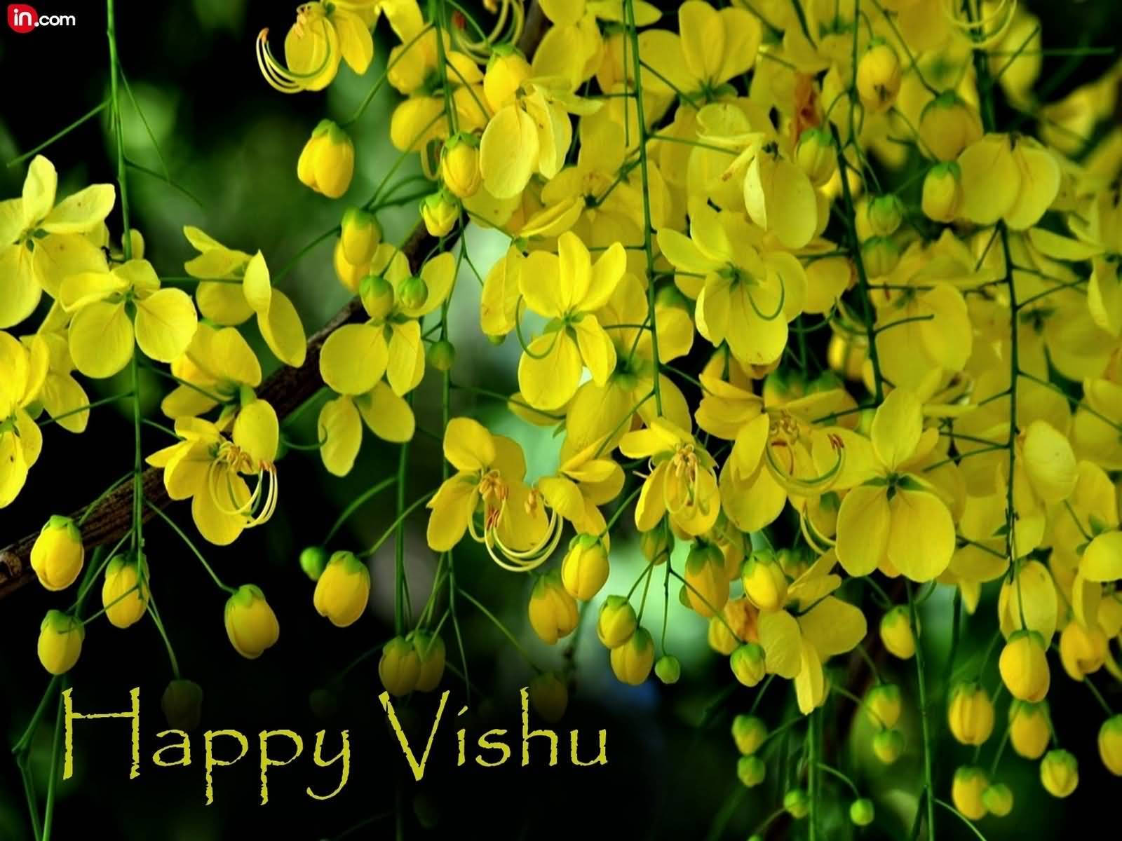 Kanikonna Flowers Photo Happy Vishu