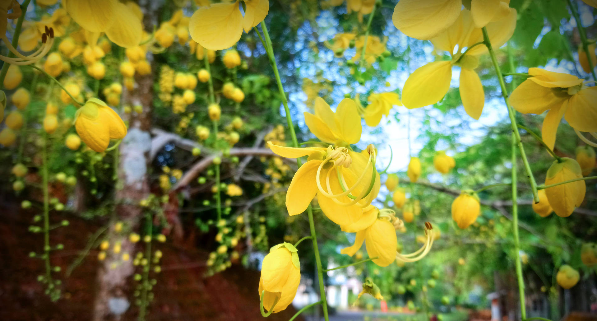 Kanikonna Flowers Snapshot Vishu Background