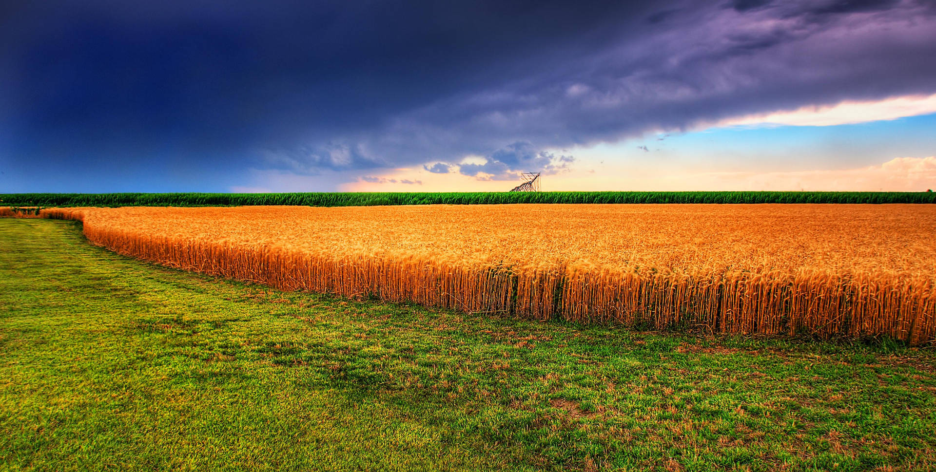 Kansas Wheat Field. Background