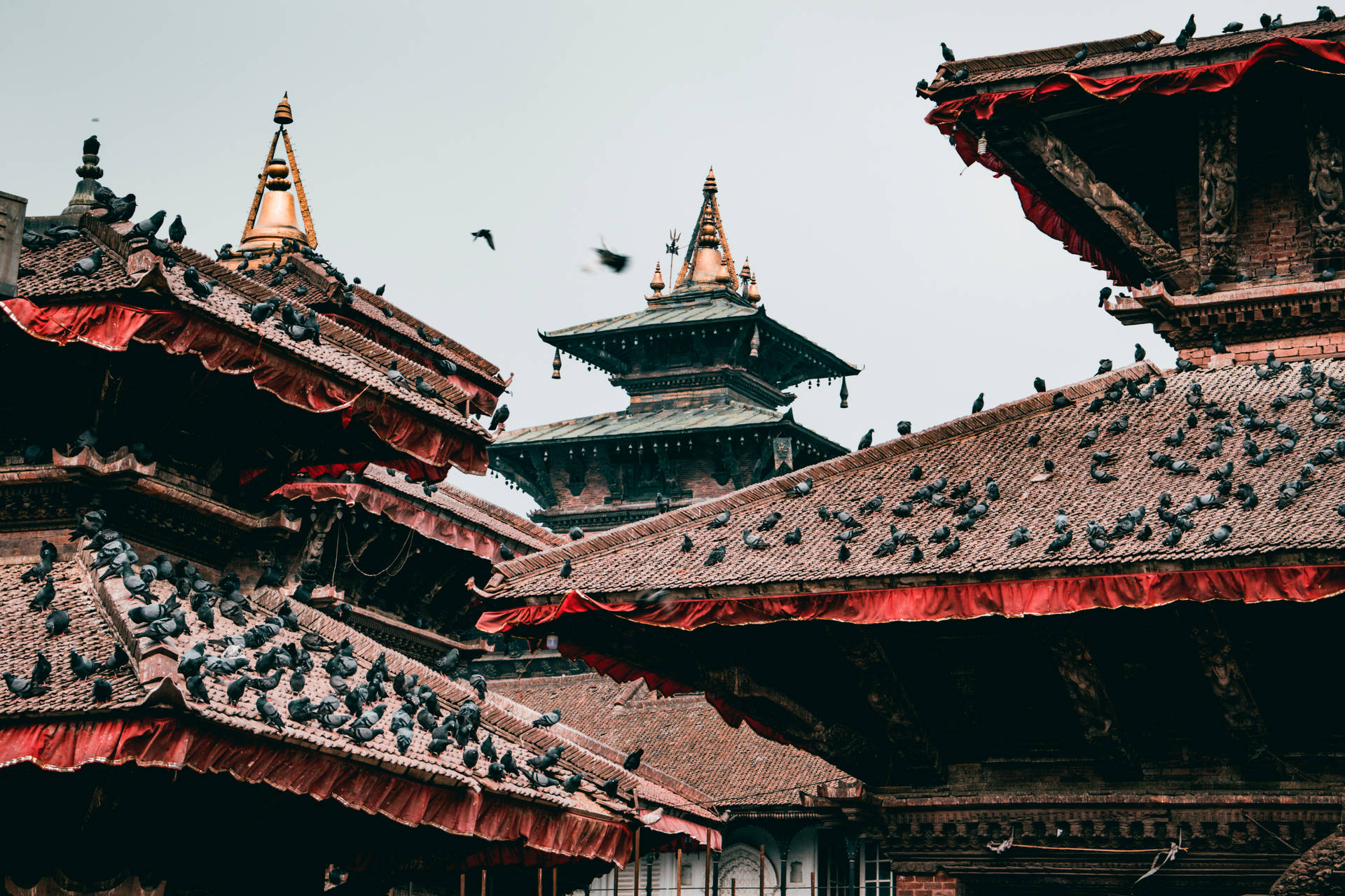 Kathmandu Birds On Roofs Background