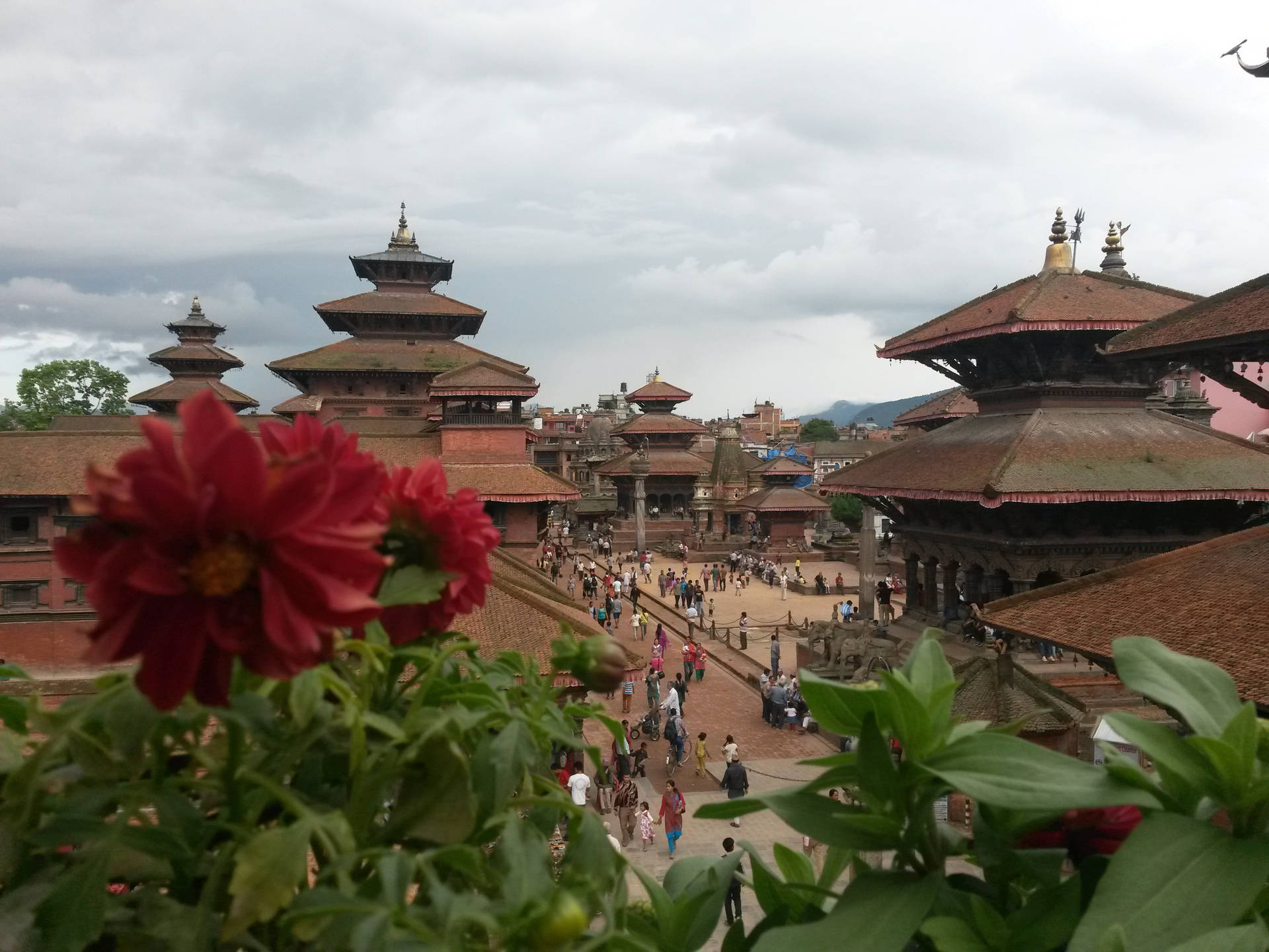 Kathmandu Red Flowers