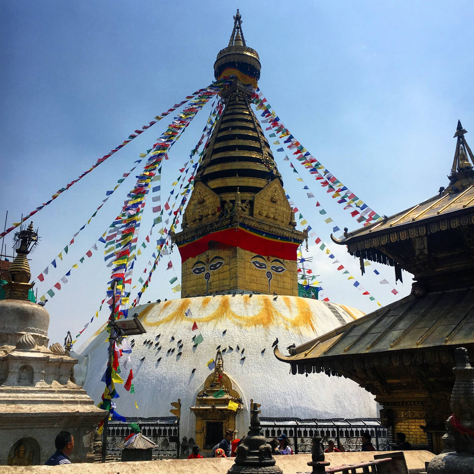 Kathmandu Temple Birds