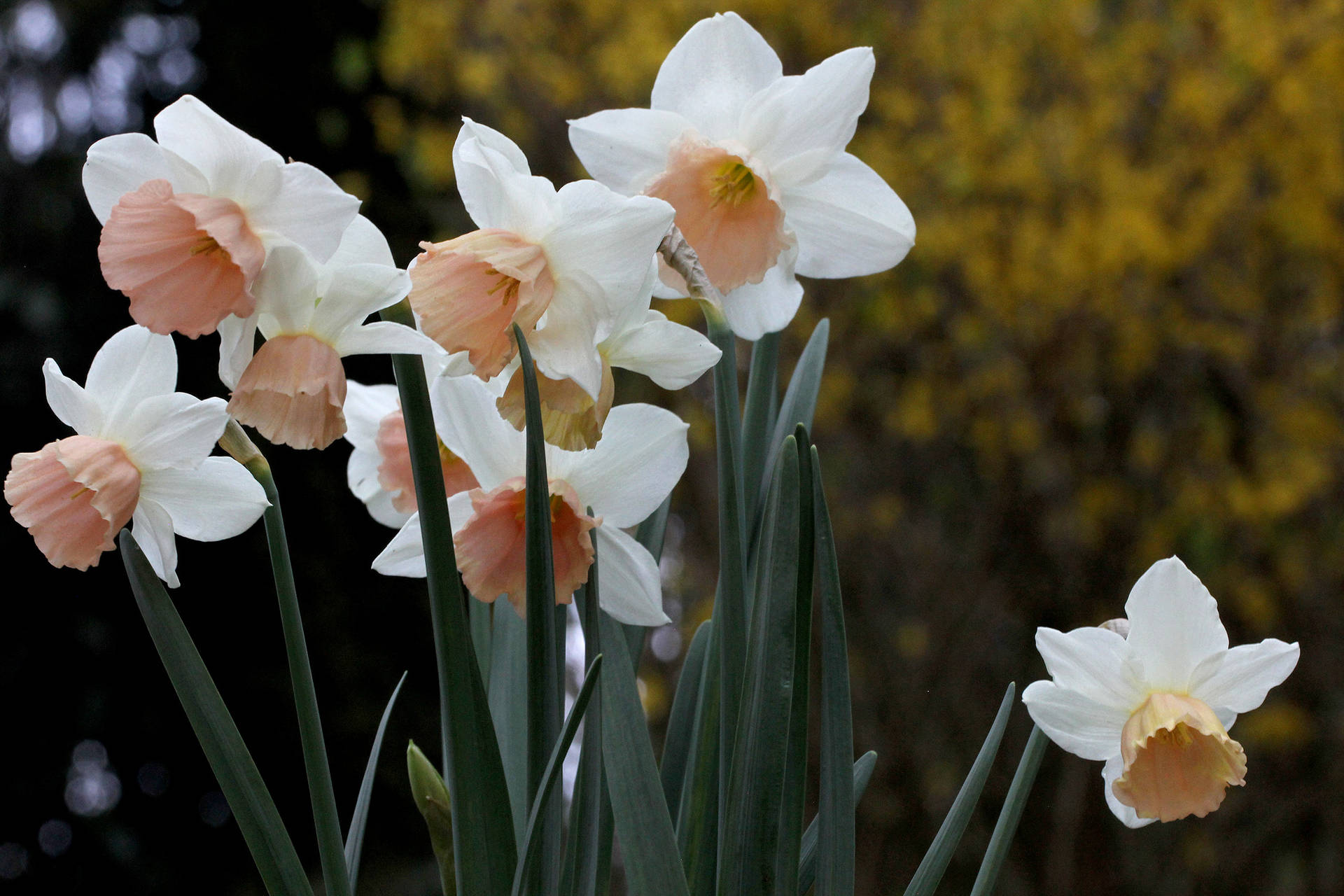 Katie Heath Narcissus Flowers Background