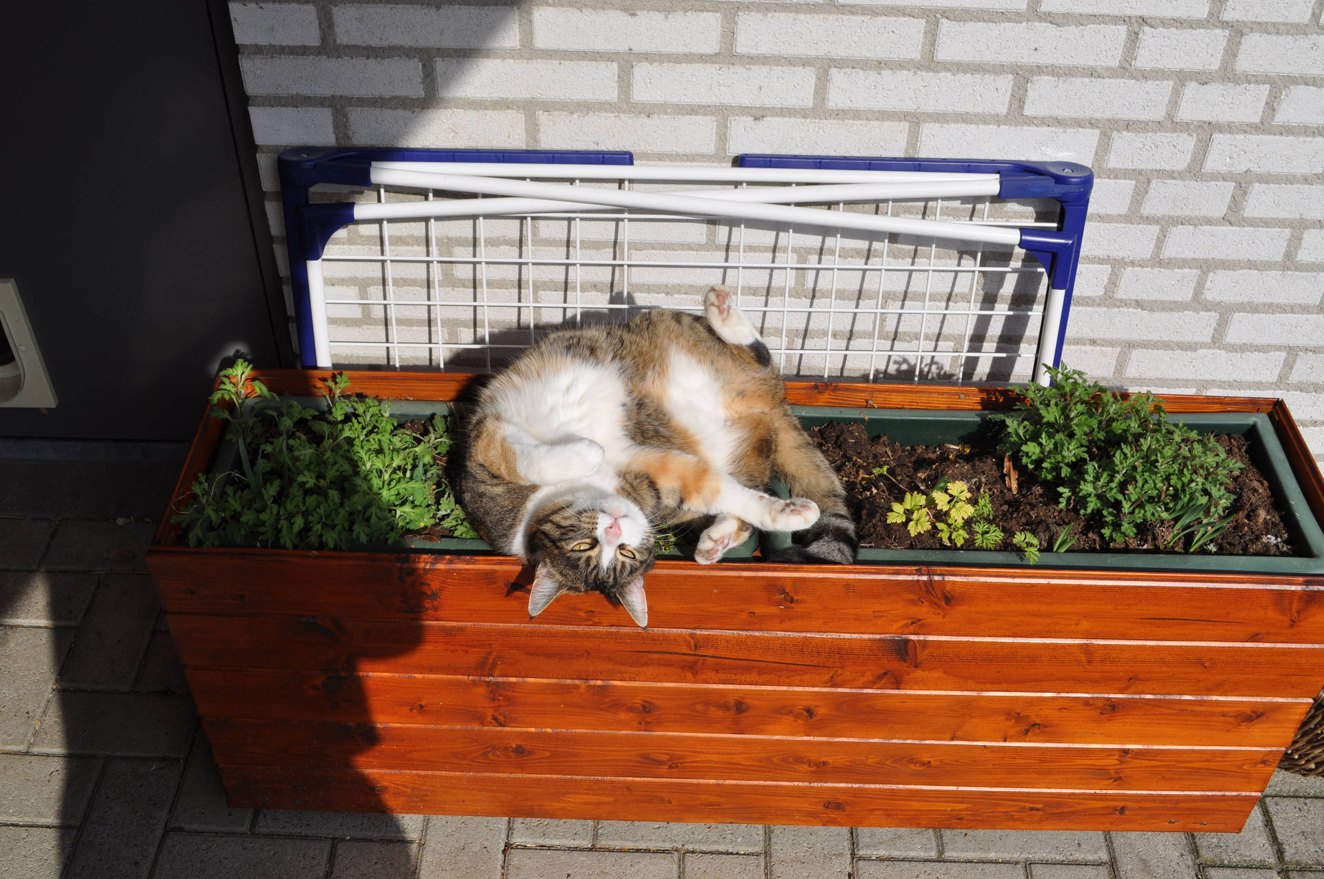 Kawaii Cat On Flower Box