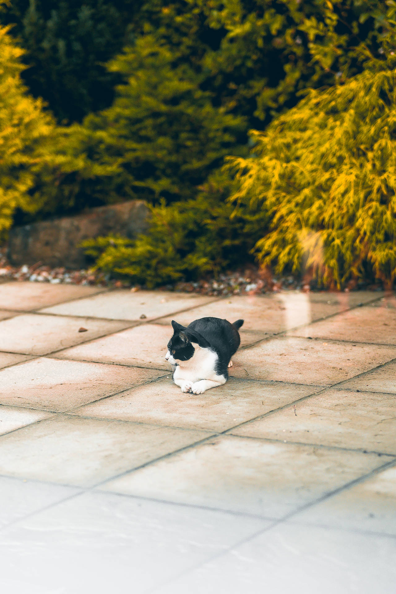 Kawaii Cat Sitting On Ground Background