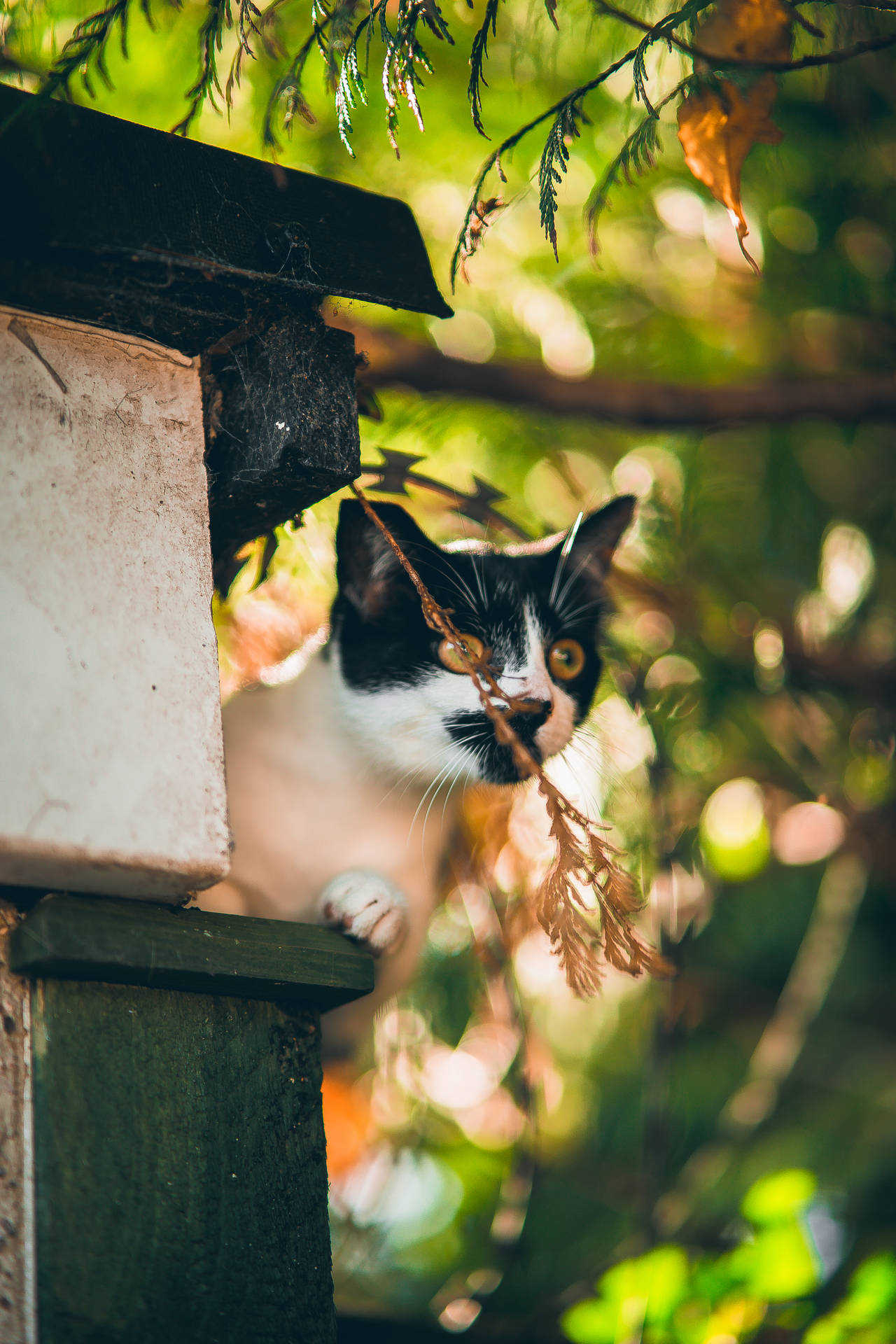 Kawaii Cat Sitting On Ledge Background