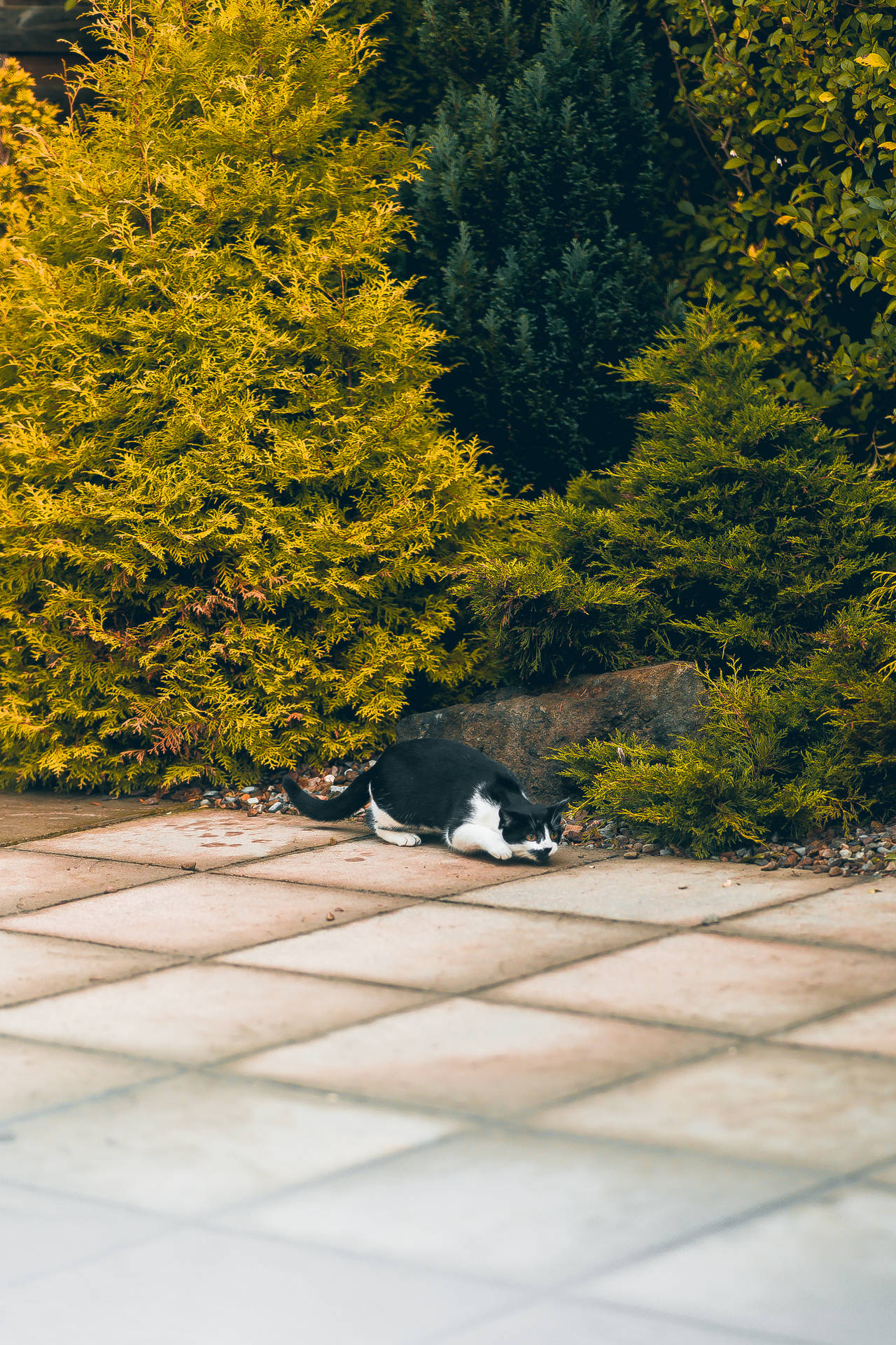 Kawaii Cat Sleeping Near Bushes Background