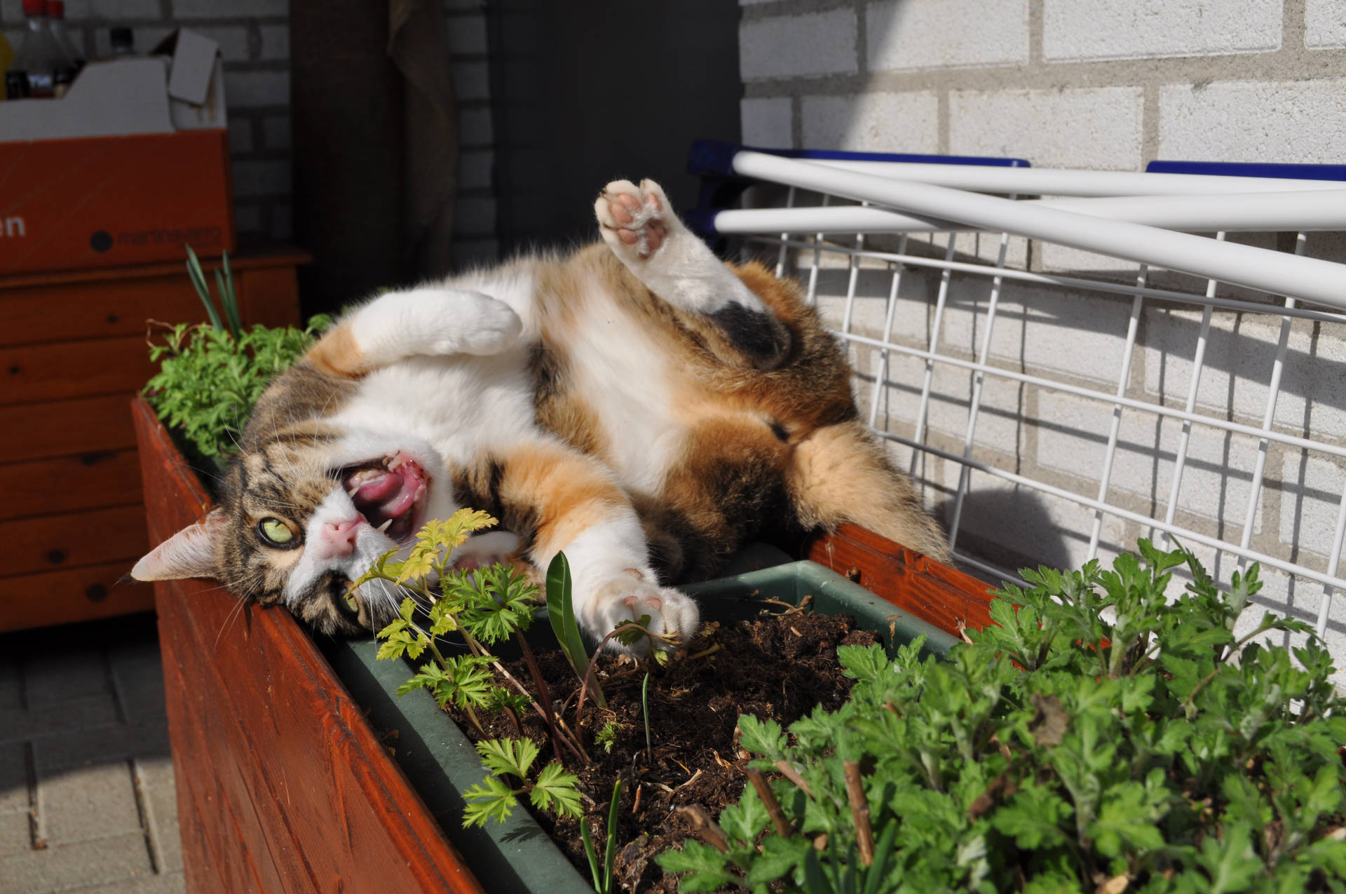 Kawaii Cat Yawning On Flower Box