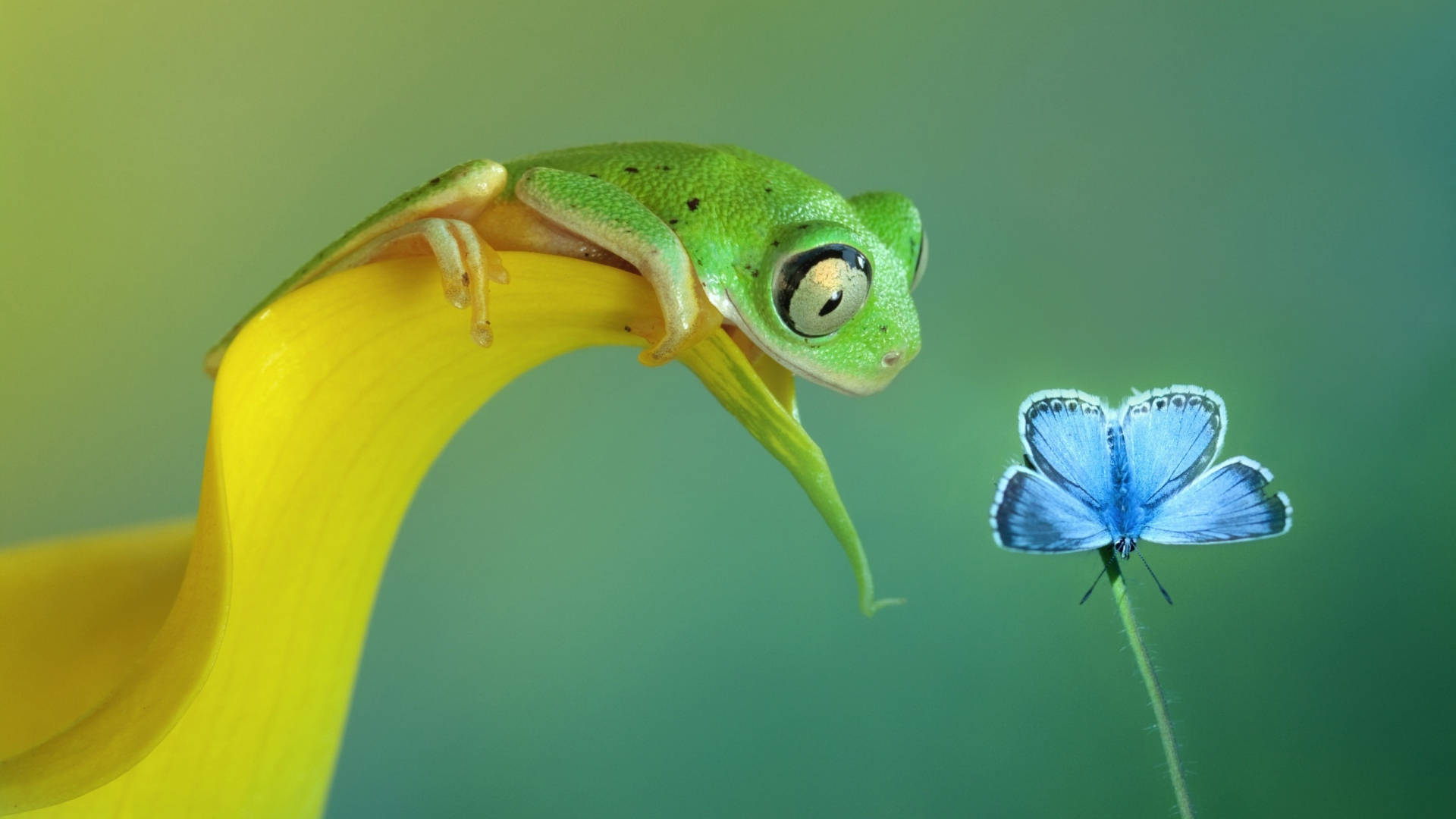 Kawaii Frog And Butterfly