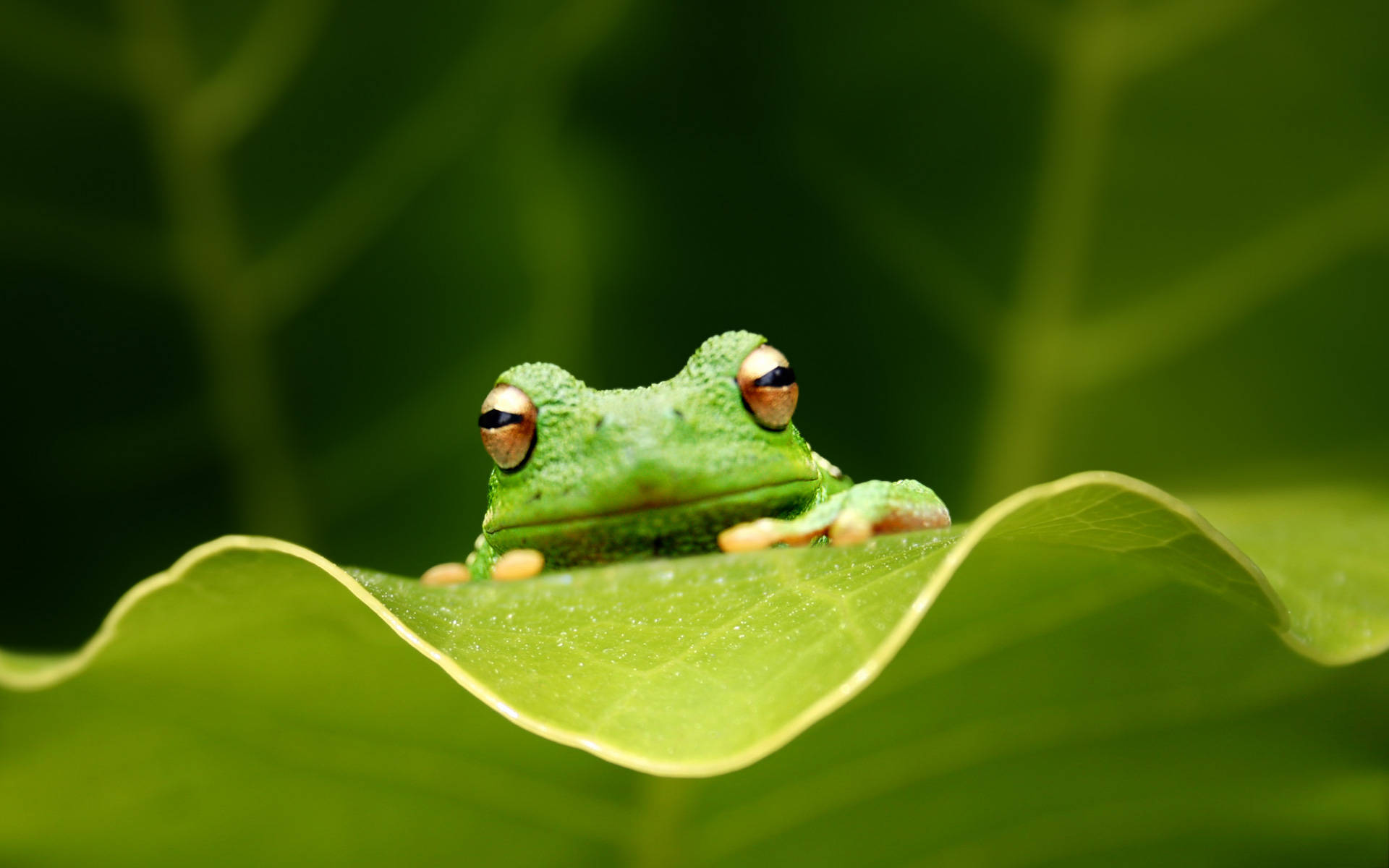 Kawaii Frog Climbing A Green Leaf Background