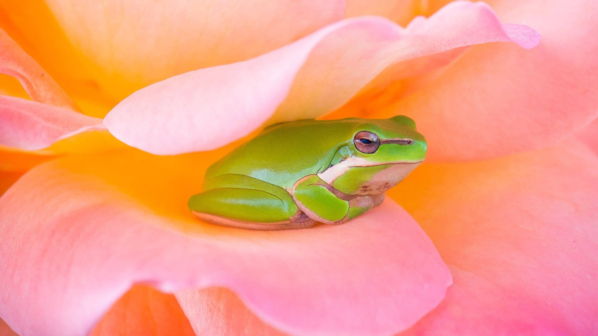 Kawaii Frog In A Pink Flower Background
