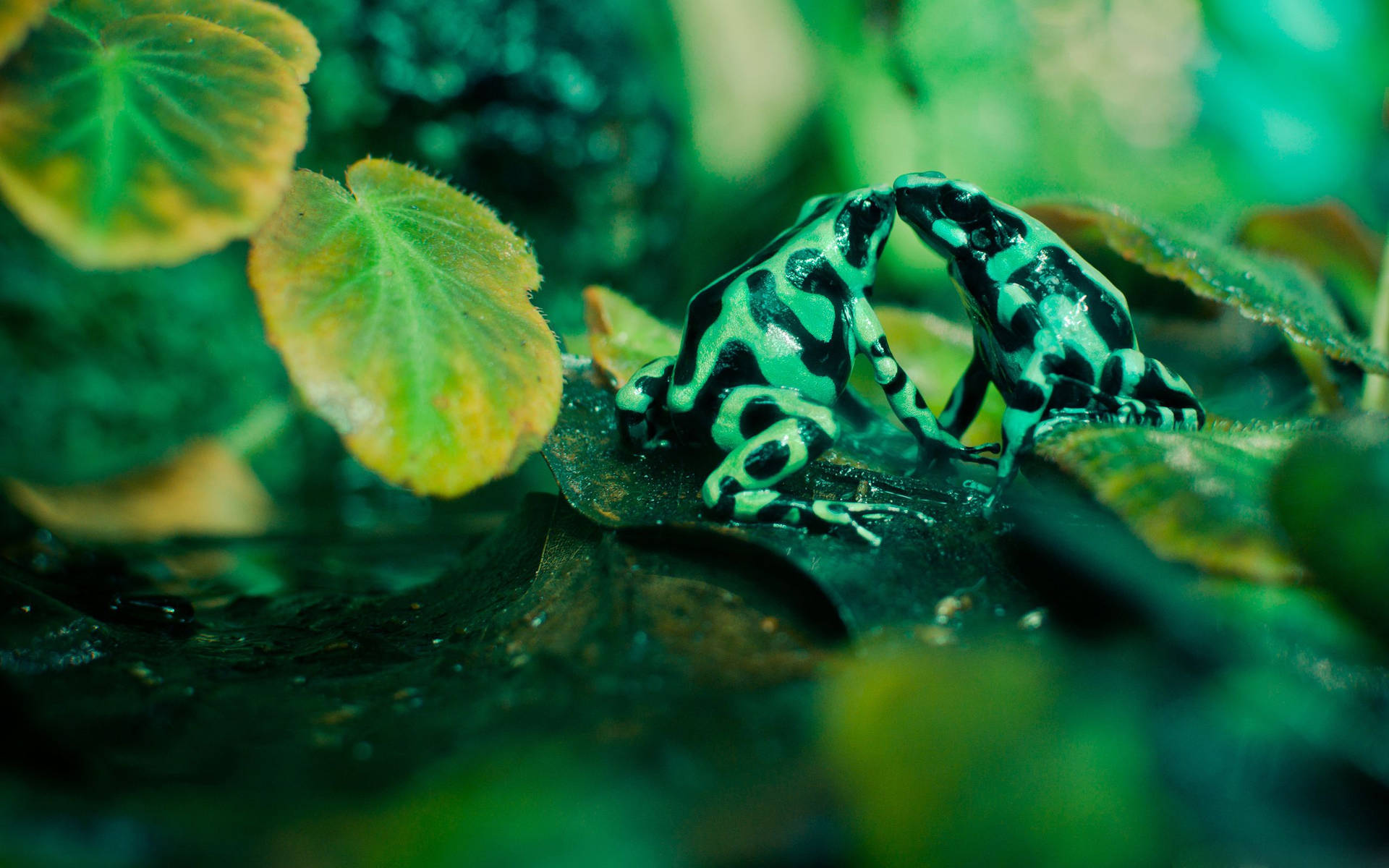 Kawaii Frog Kissing Background