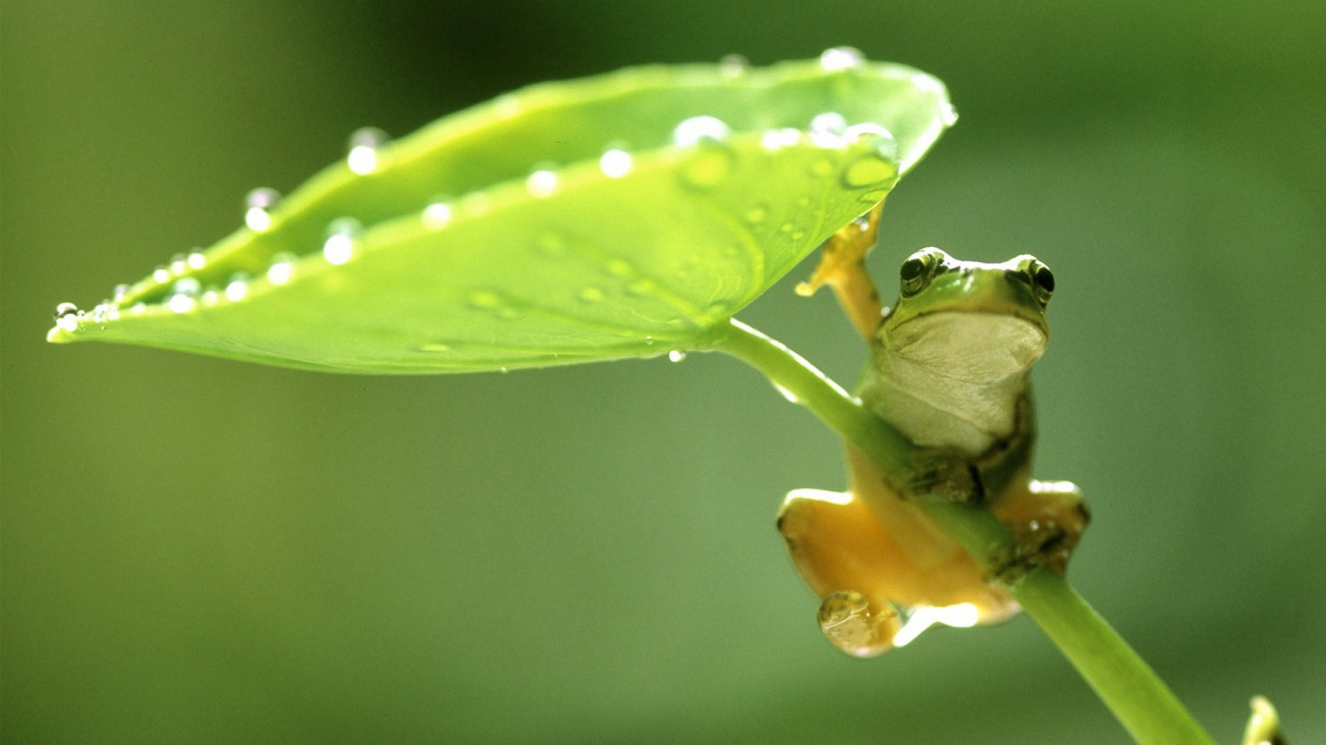 Kawaii Frog On A Spring Rain Background