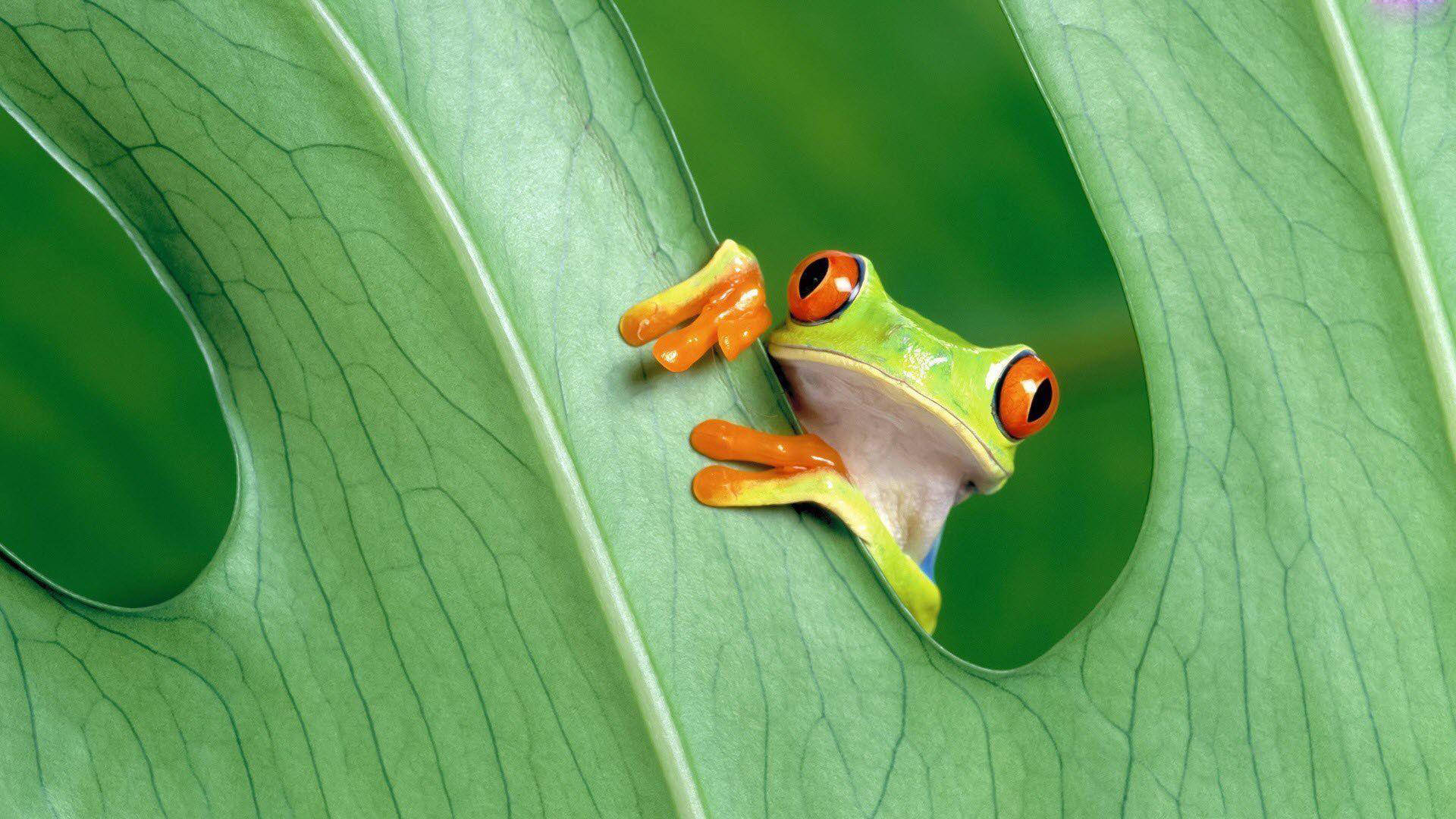 Kawaii Frog Sneaking Background