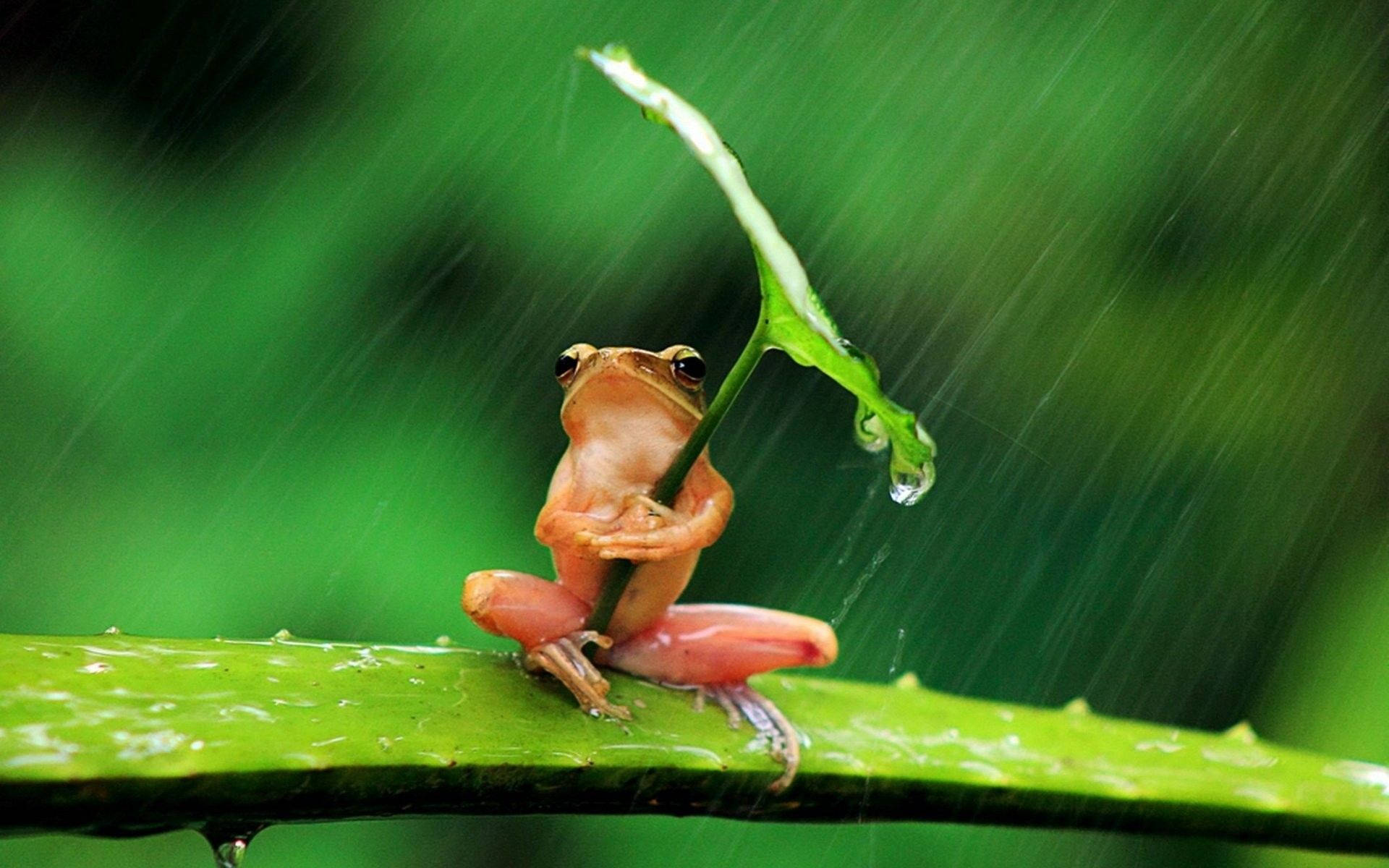 Kawaii Frog Under The Rain Background