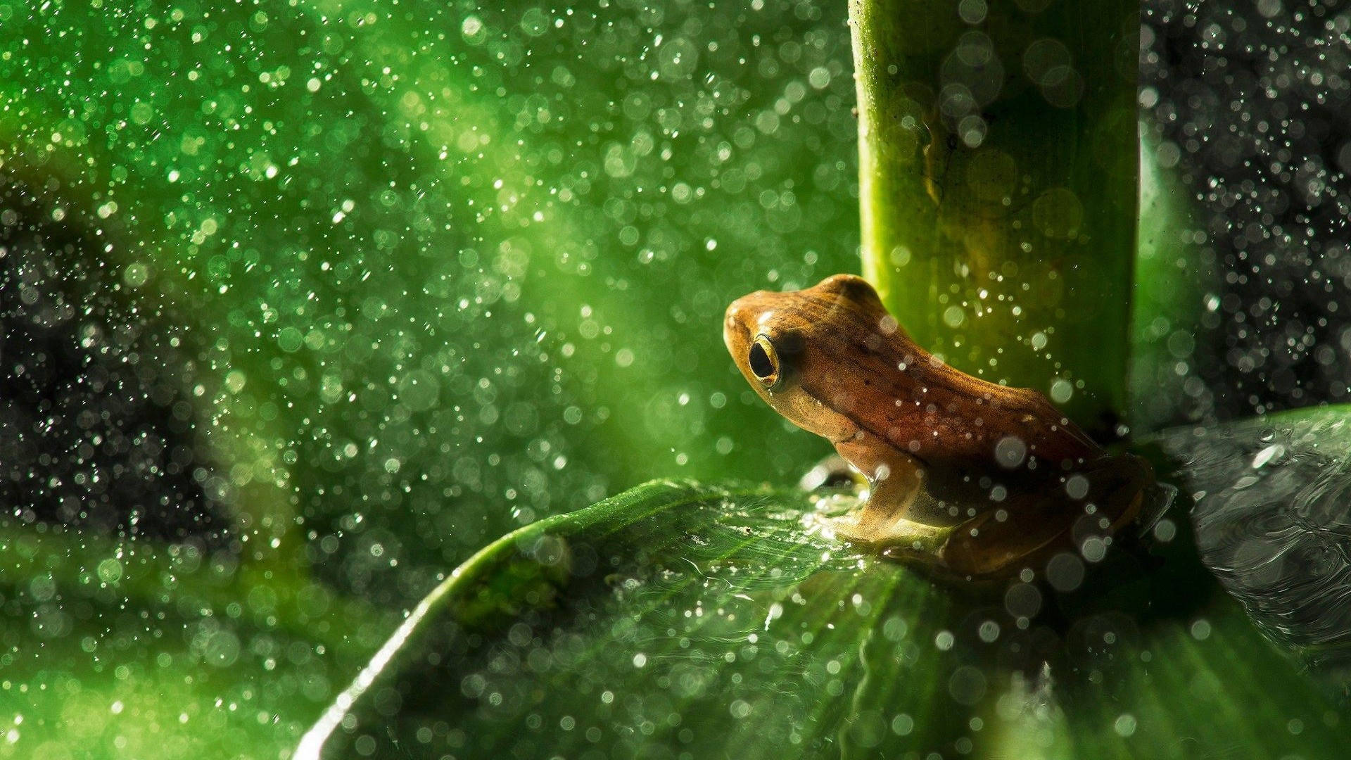 Kawaii Frog Under The Sunlight