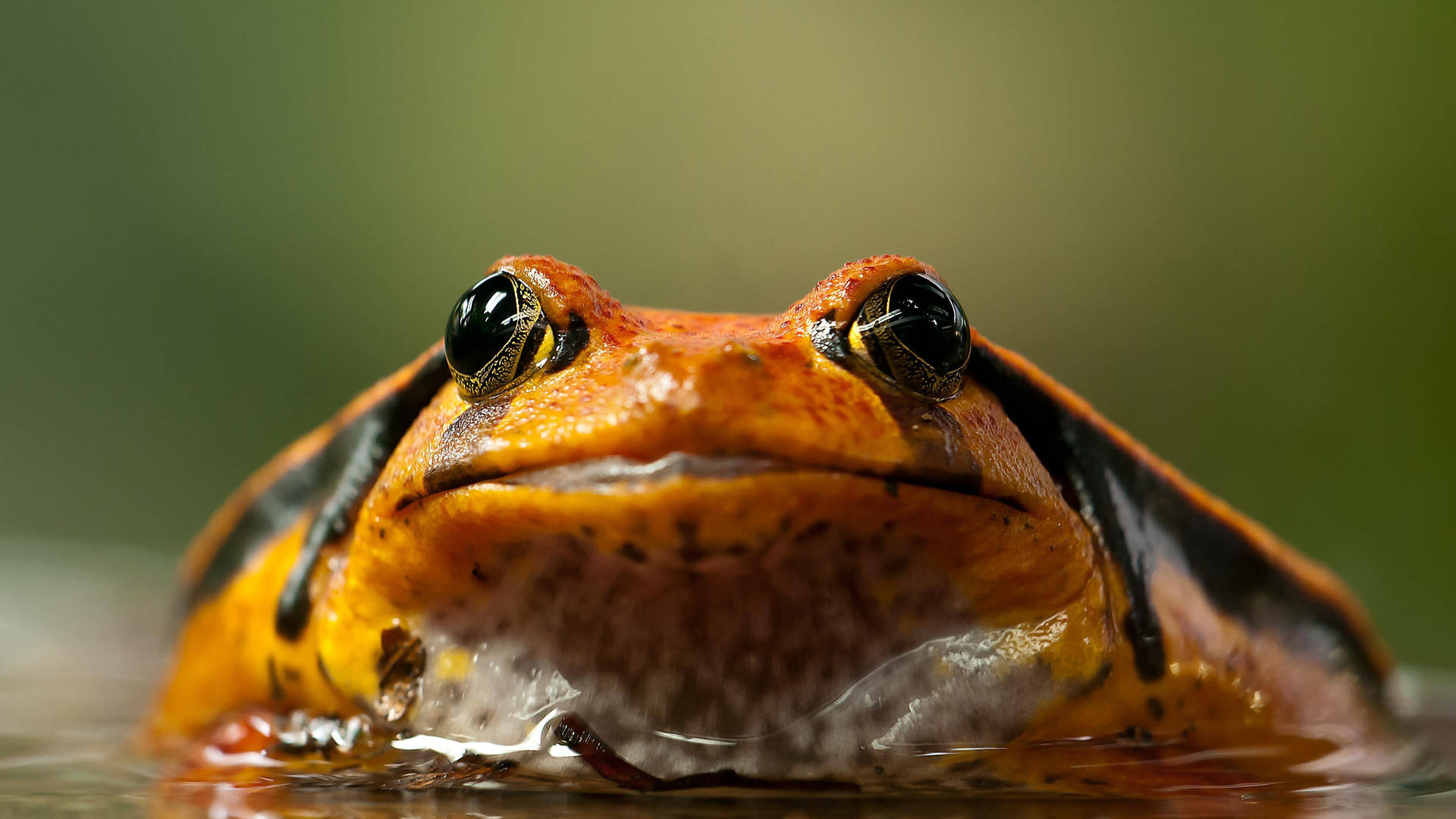 Kawaii Frog With Big Eyes Background