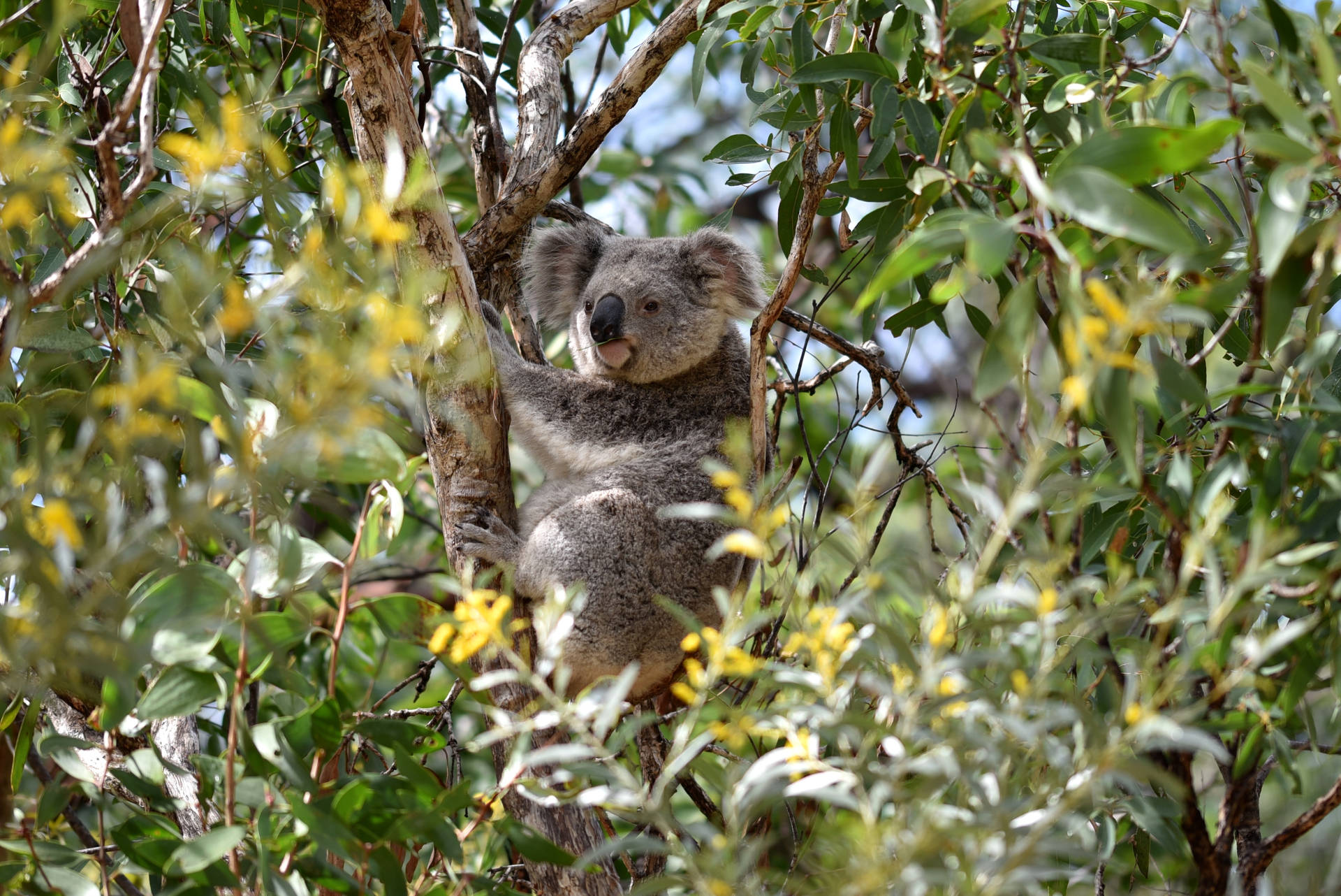 Kawaii Koala Bear Background