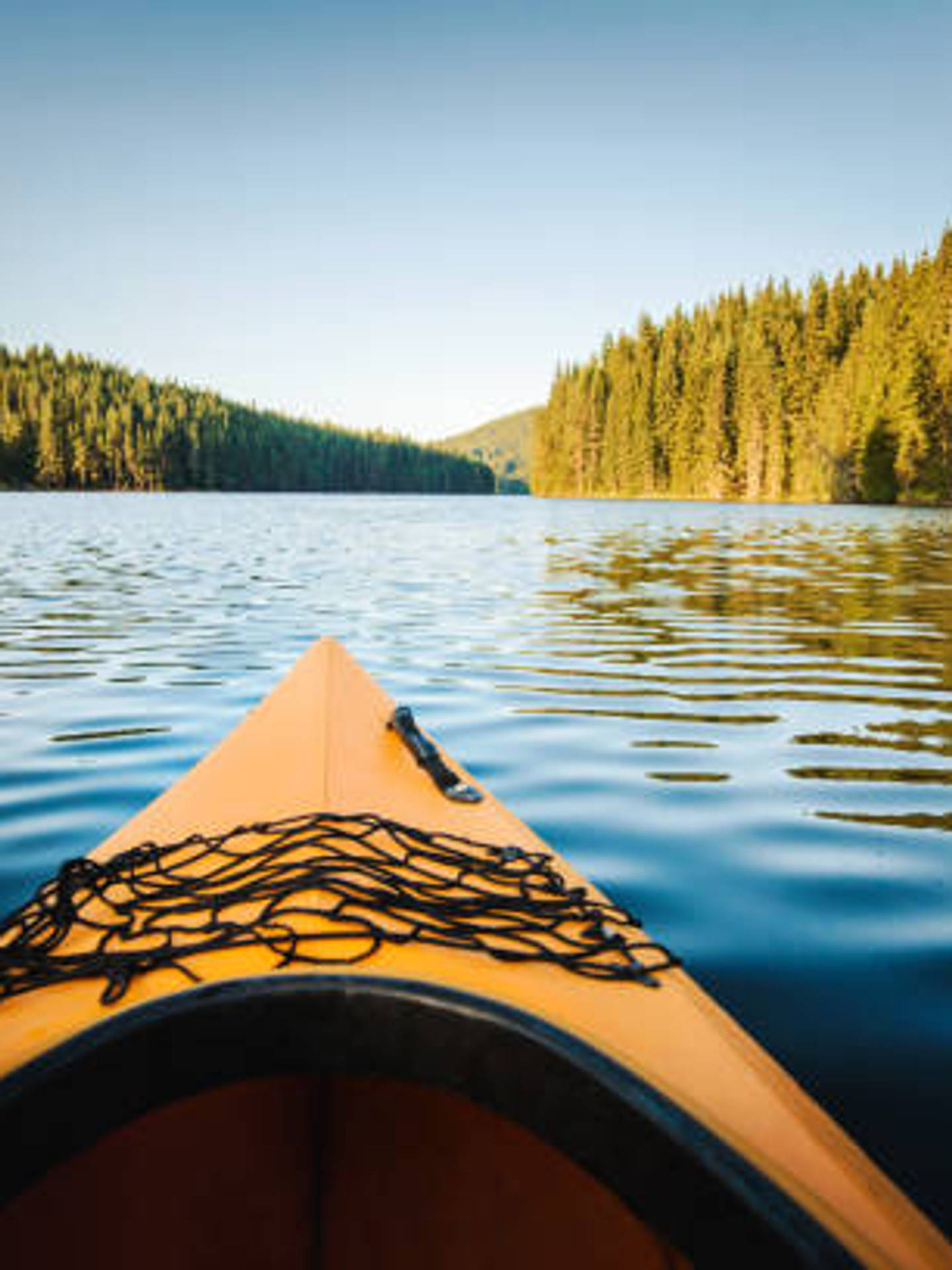 Kayaking Along Side A Forest Background