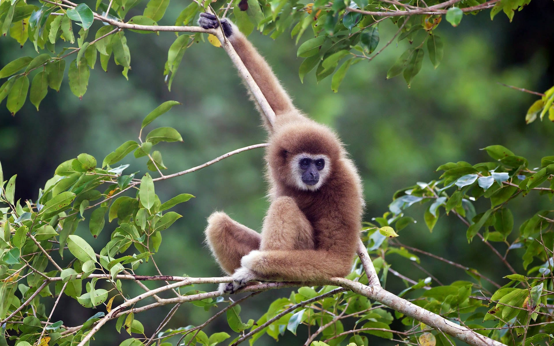 Kaziranga National Park Gibbon Monkey Background