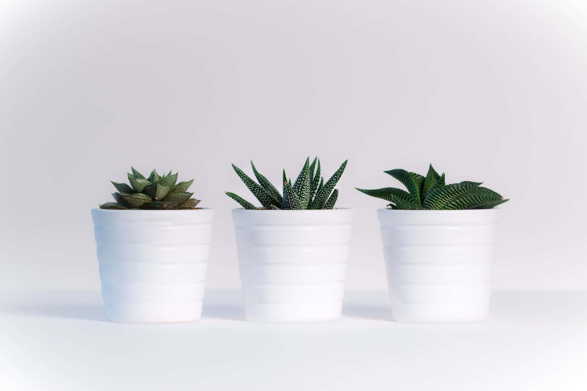 Keep Things Green On Your Laptop With This Plant Aesthetic Wallpaper Background