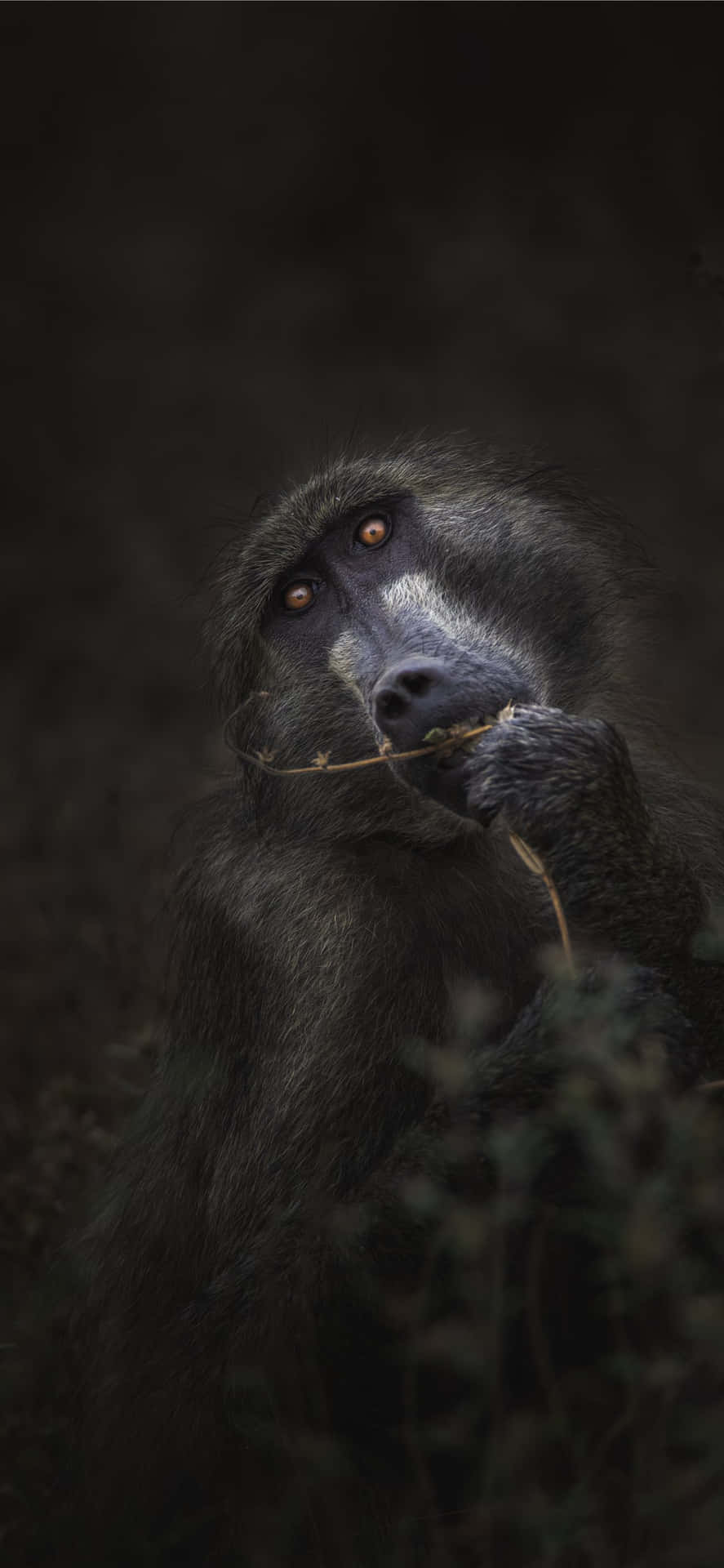 Keep Up With The Latest Tech Trends With Monkey Iphone Background