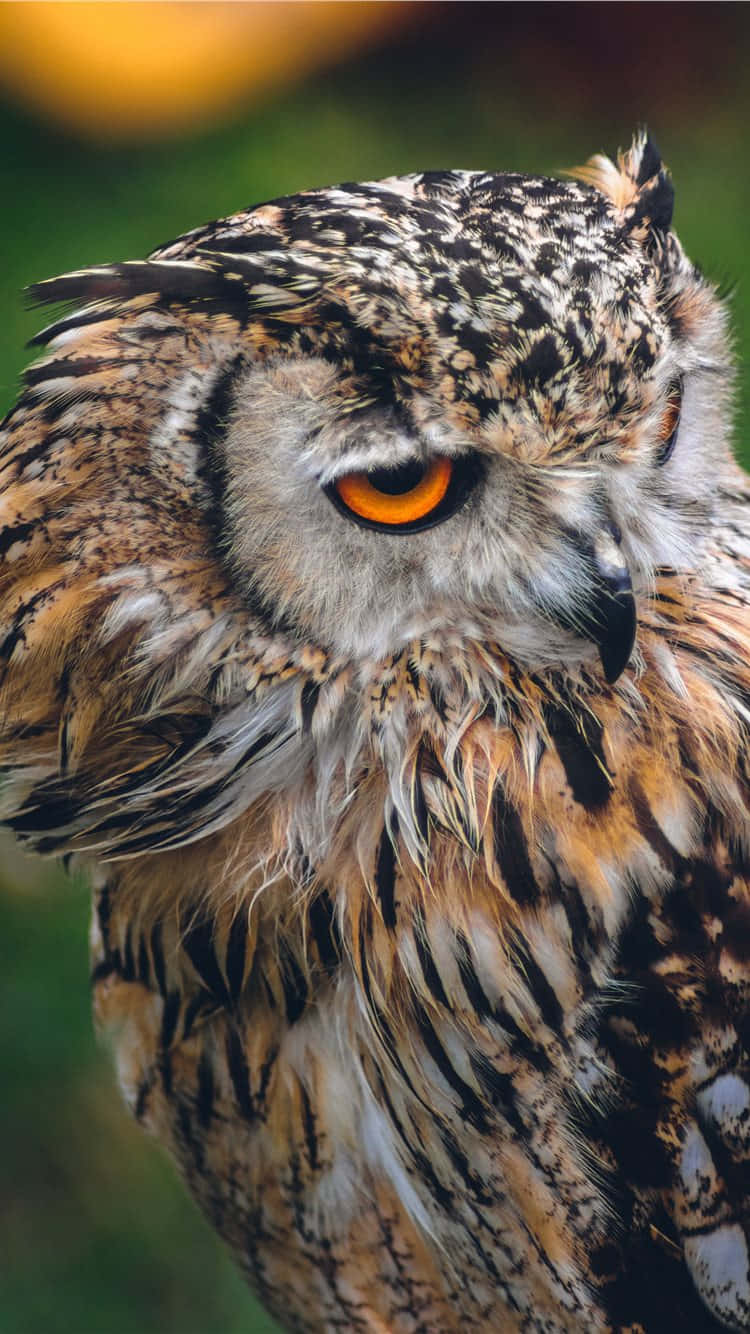 Keep Up With The Technology Of The Future With Owl Phone Background