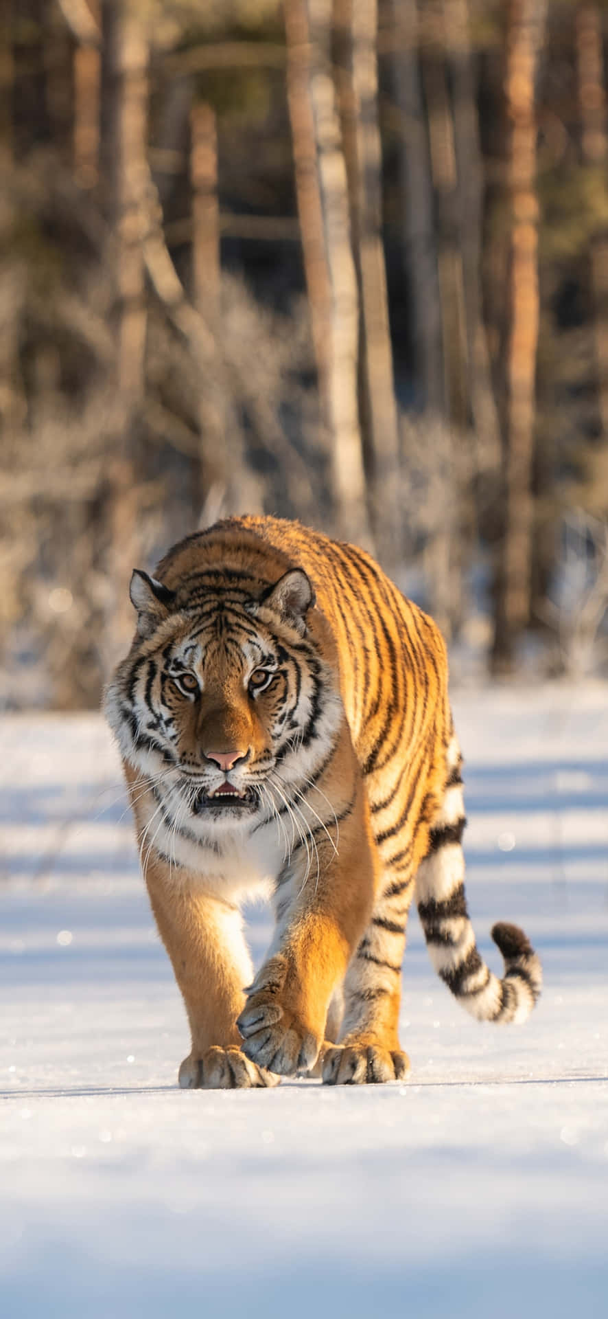 Keep Your Calls Wild With The Tiger Phone Background