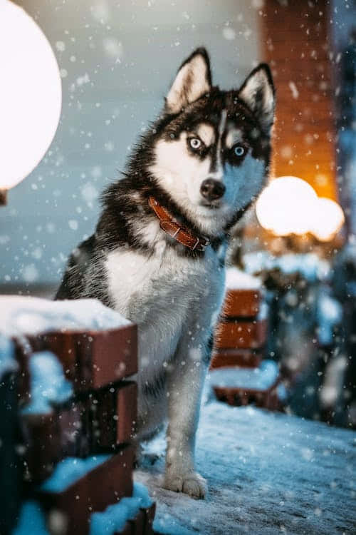 Keep Your Contacts Secure With Wolf Phone. Background
